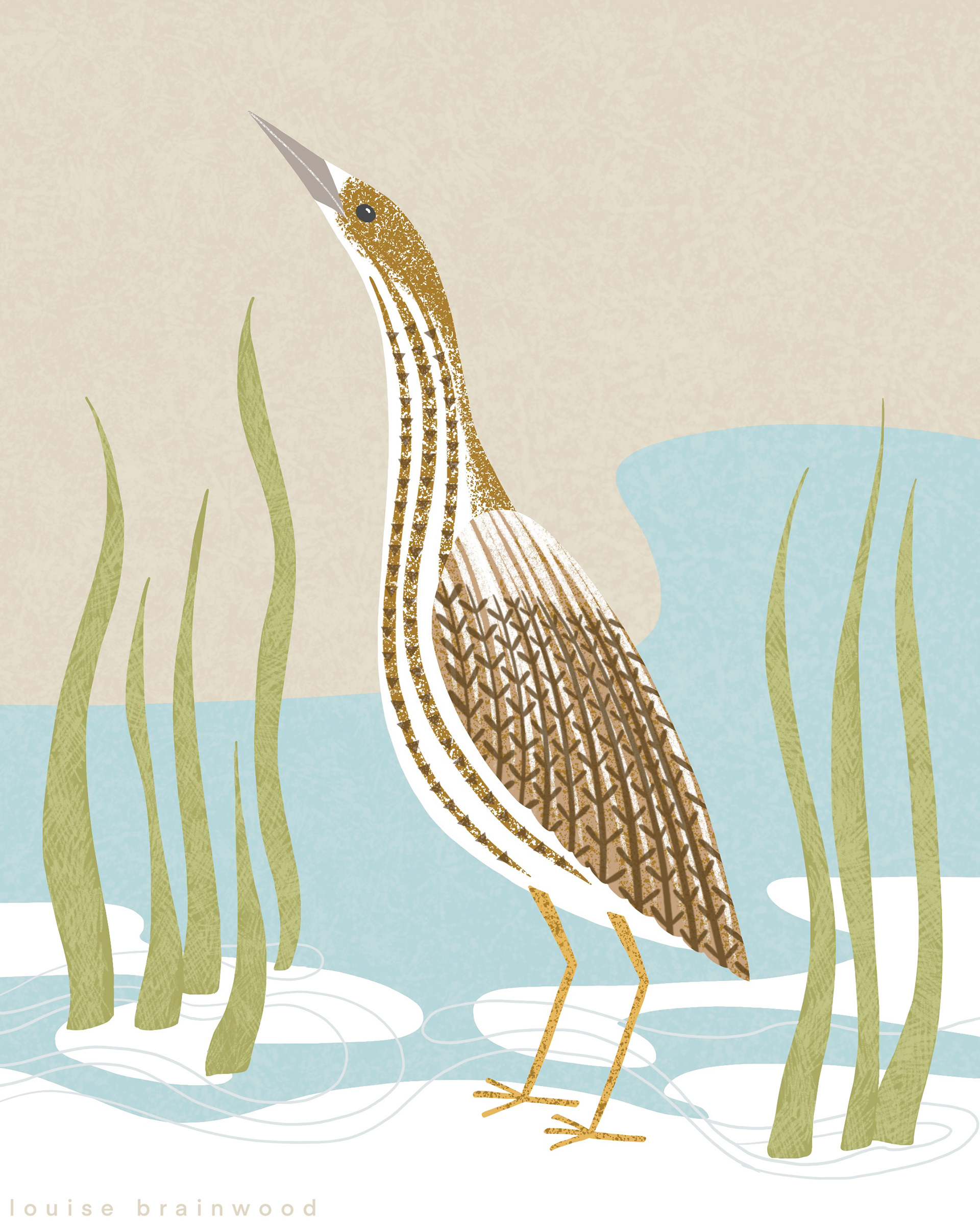 European Bittern - Wildlife Illustration