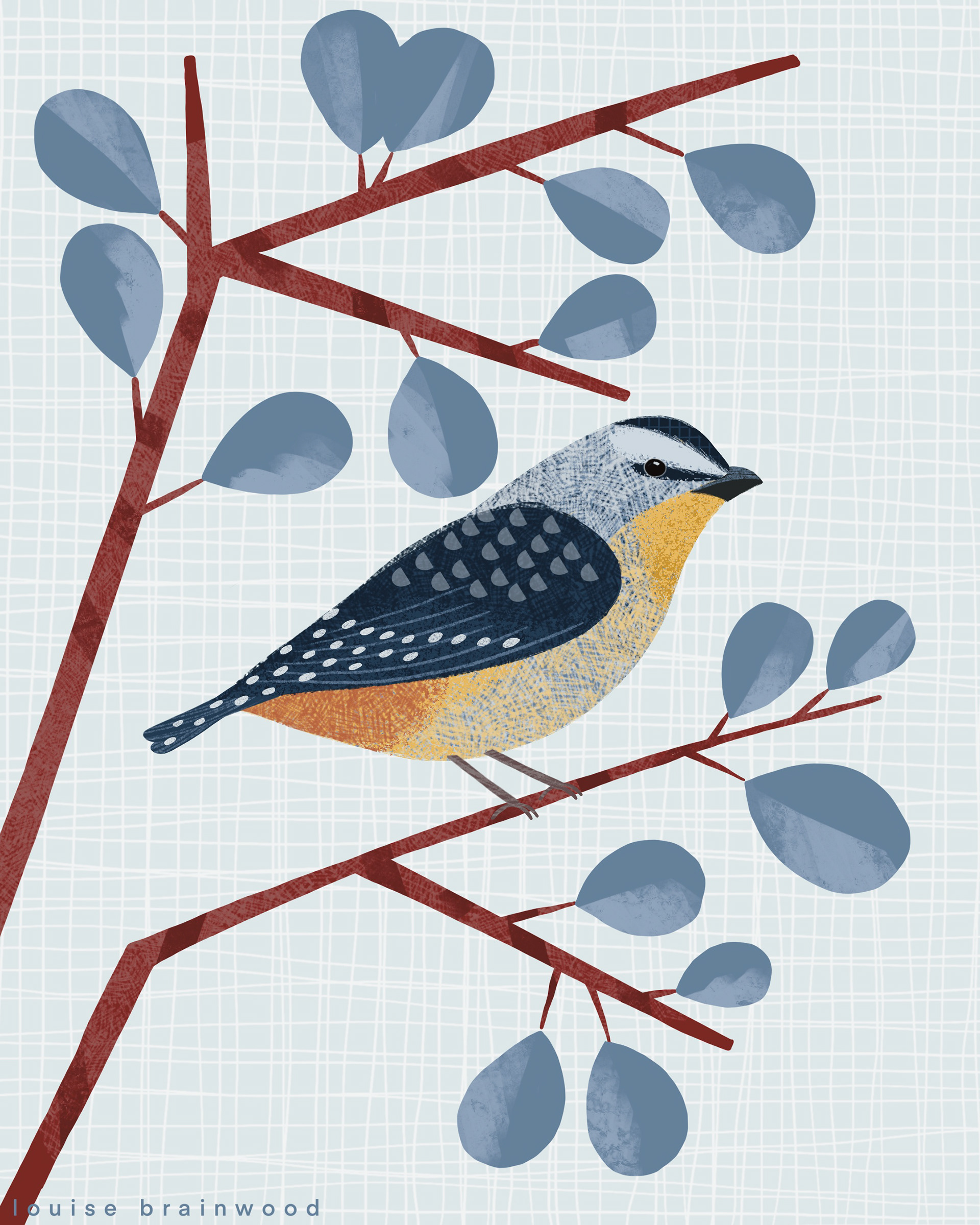 Birds - Spotted Pardalote