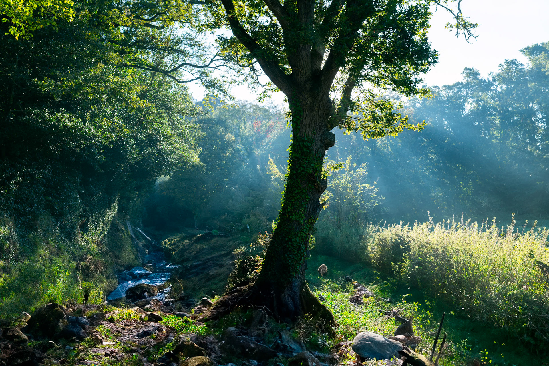 The blood of the soil