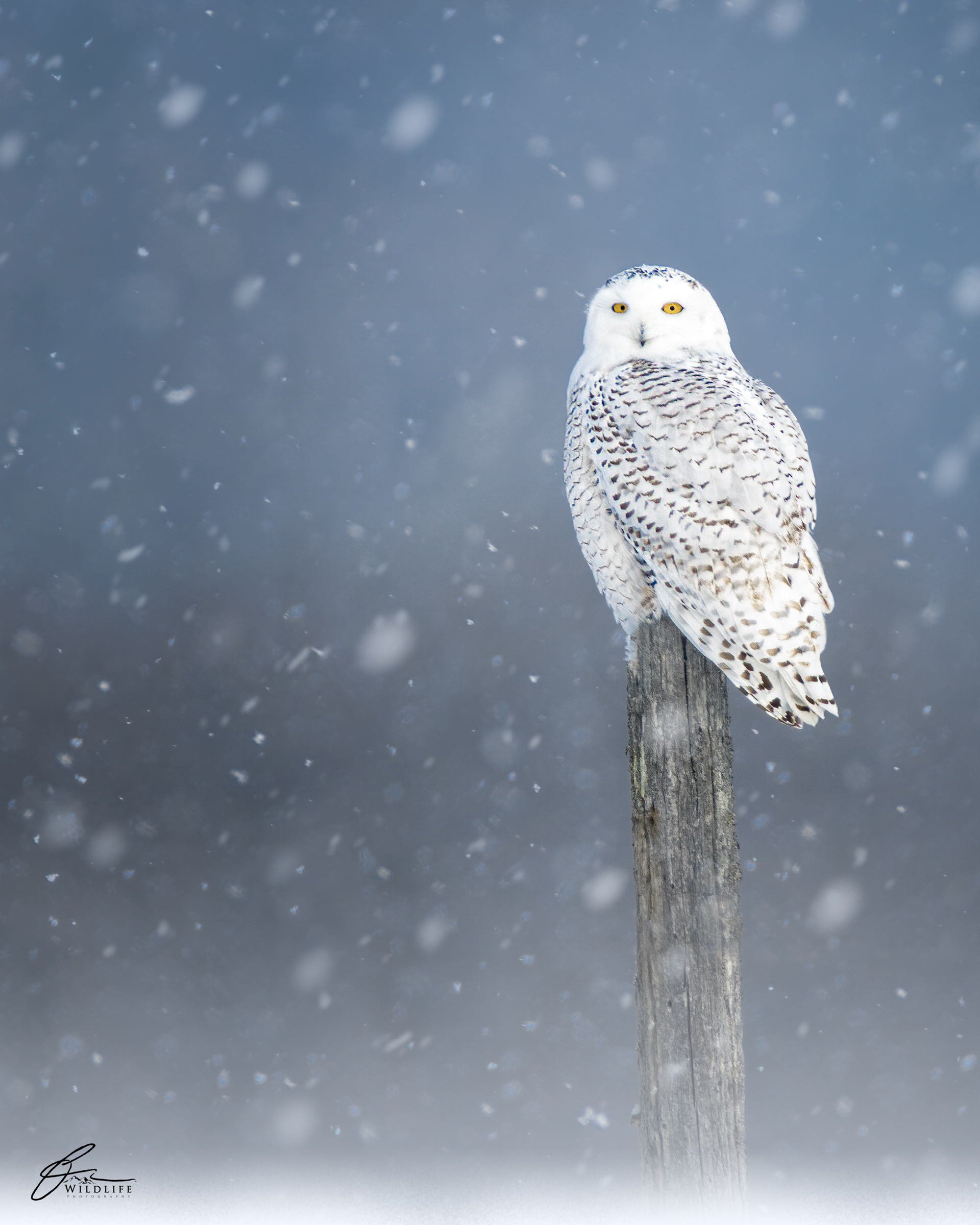 Harfang des neiges (Bubo scandiacus) - Québec (Québec), janvier 2021