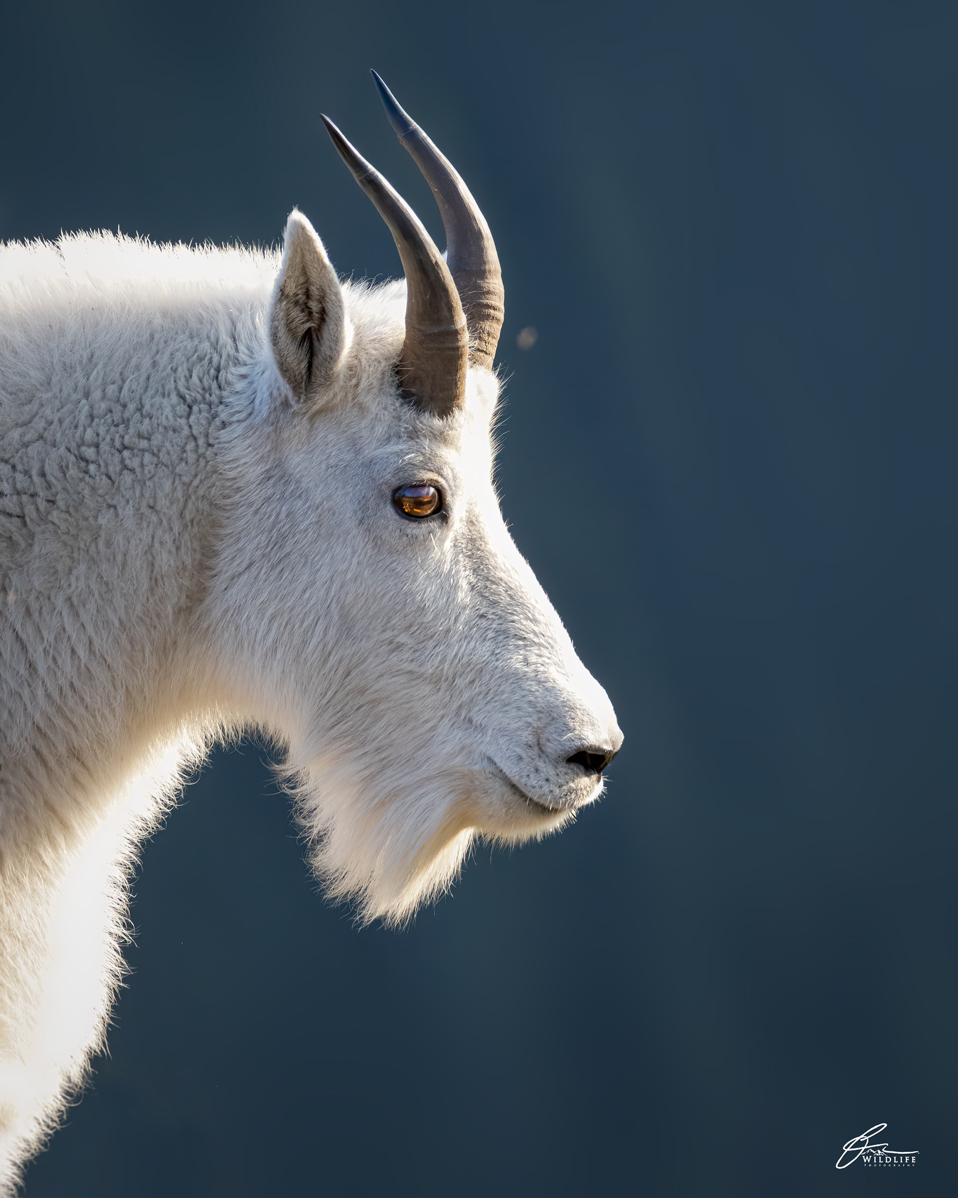 Chèvre de montagnes Rocheuses (Oreamnos americanus) - Caw Ridge (Alberta), septembre 2021