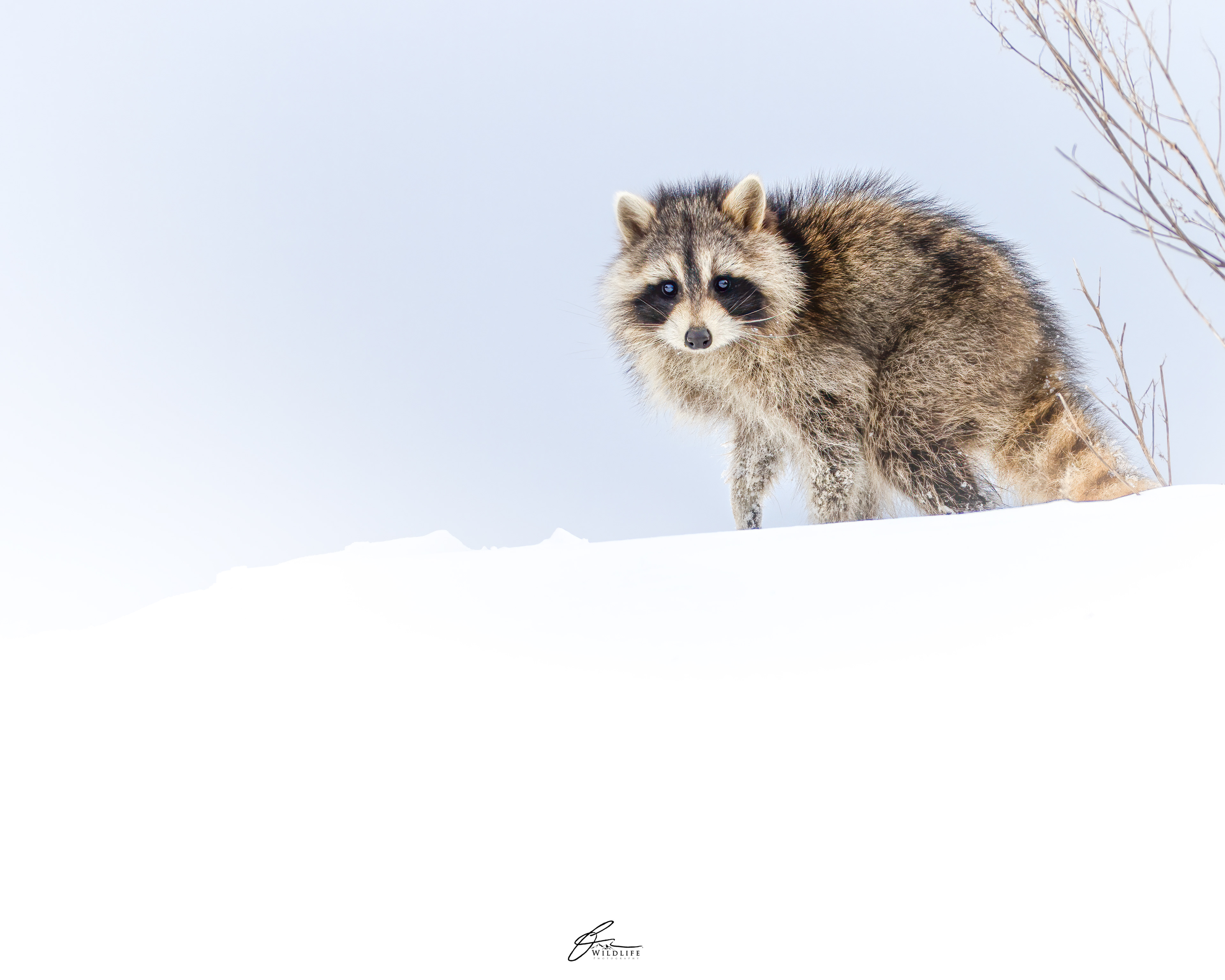Raton laveur (Procyon lotor) - La Pocatière (québec), mars 2021