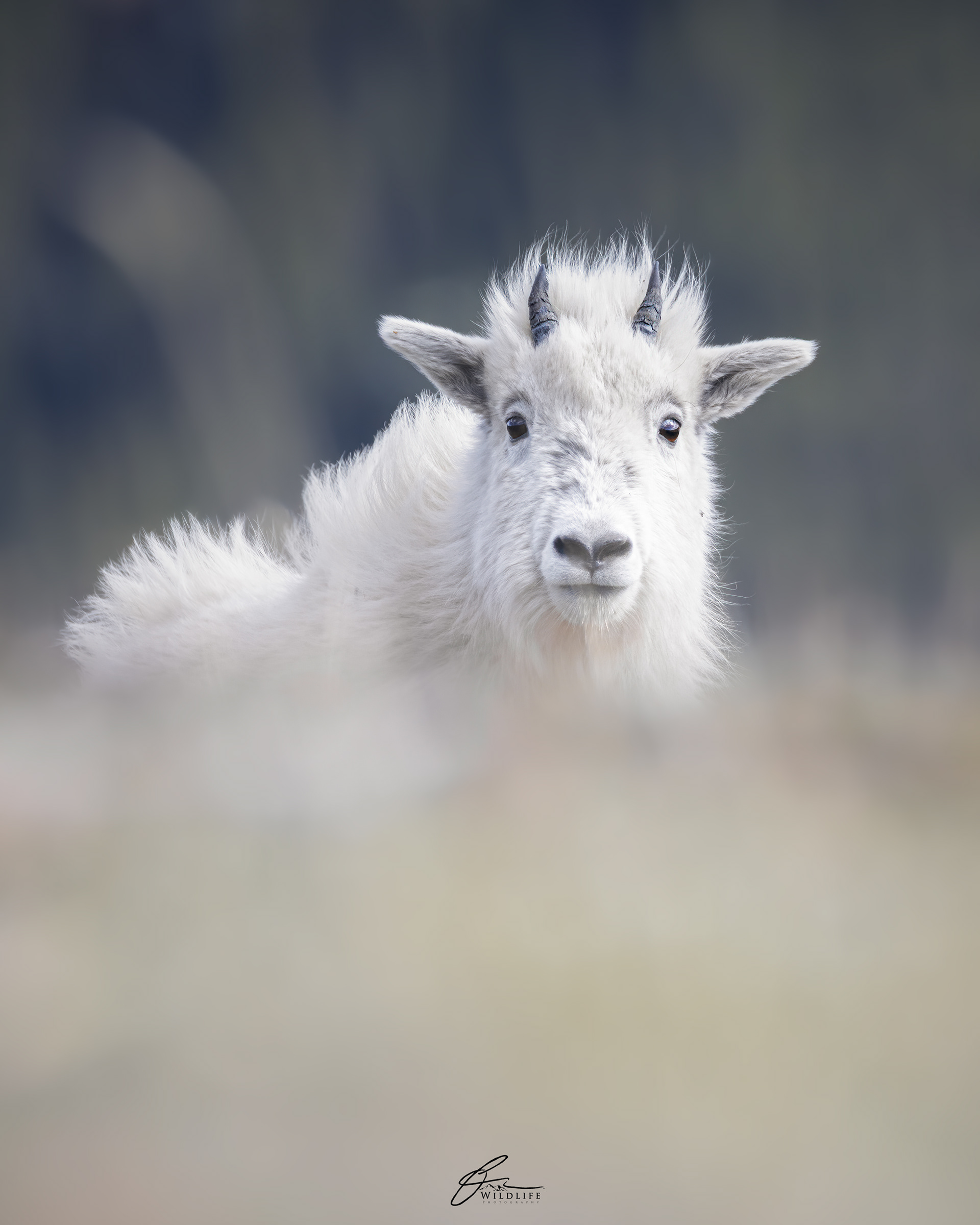 Chèvre de montagnes Rocheuses (Oreamnos americanus) - Caw Ridge (Alberta), juin 2021