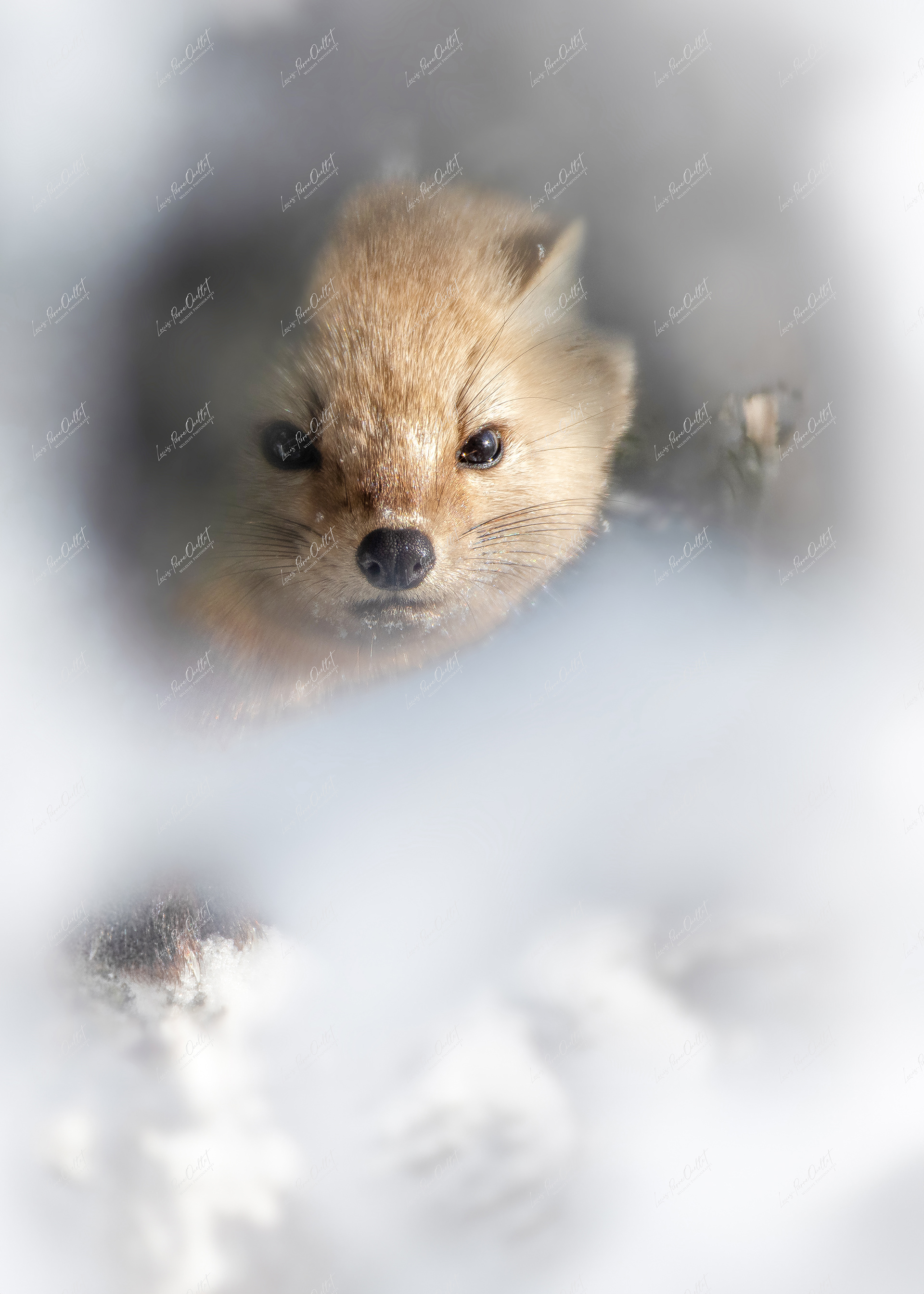 Peek-A-Boo 2.0