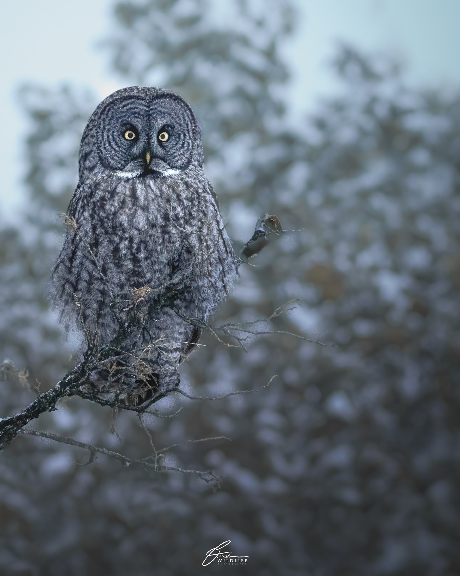 Chouette lapone (Strix nebulosa) - Québec (Québec), février 2021