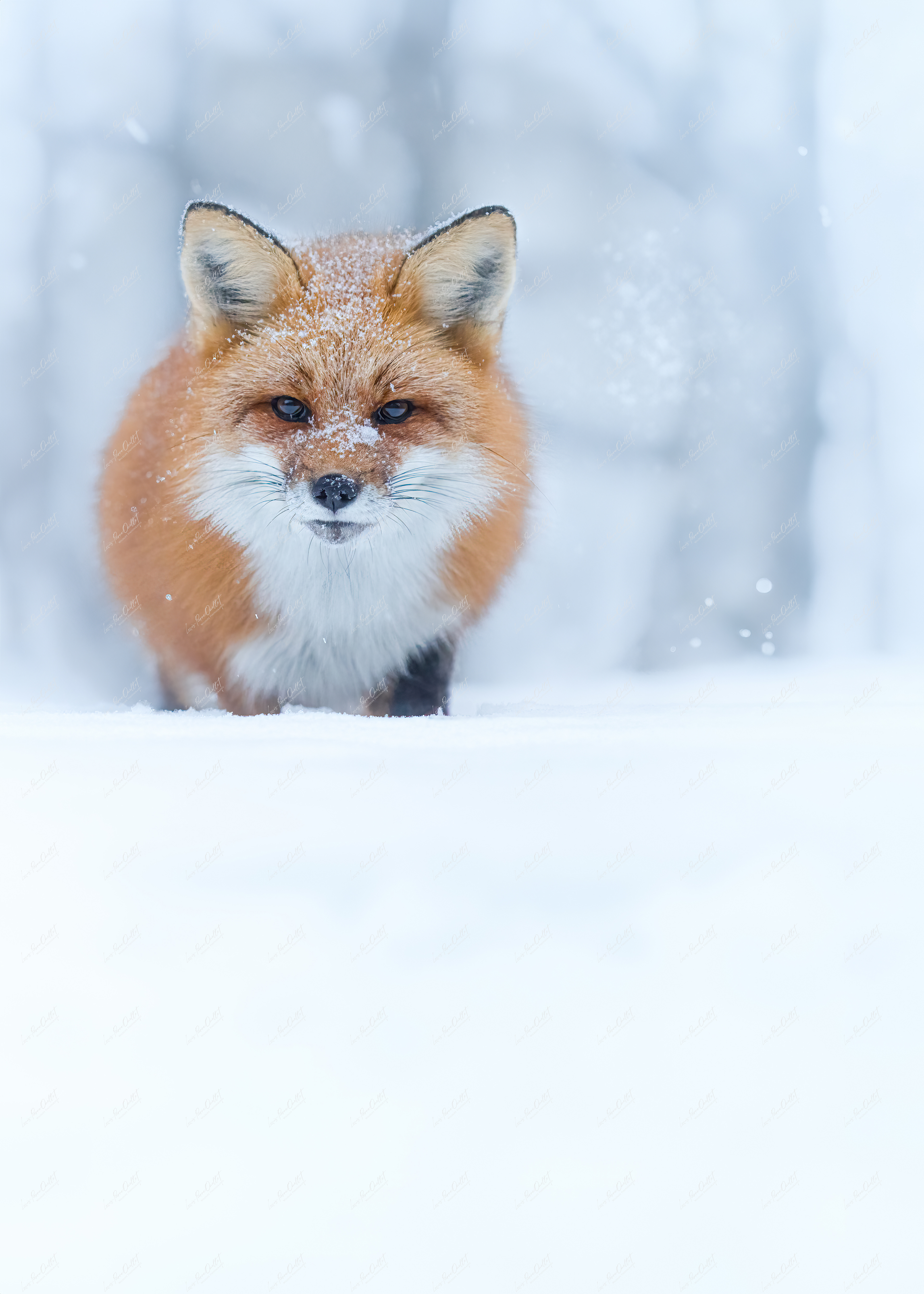 Givre et roux