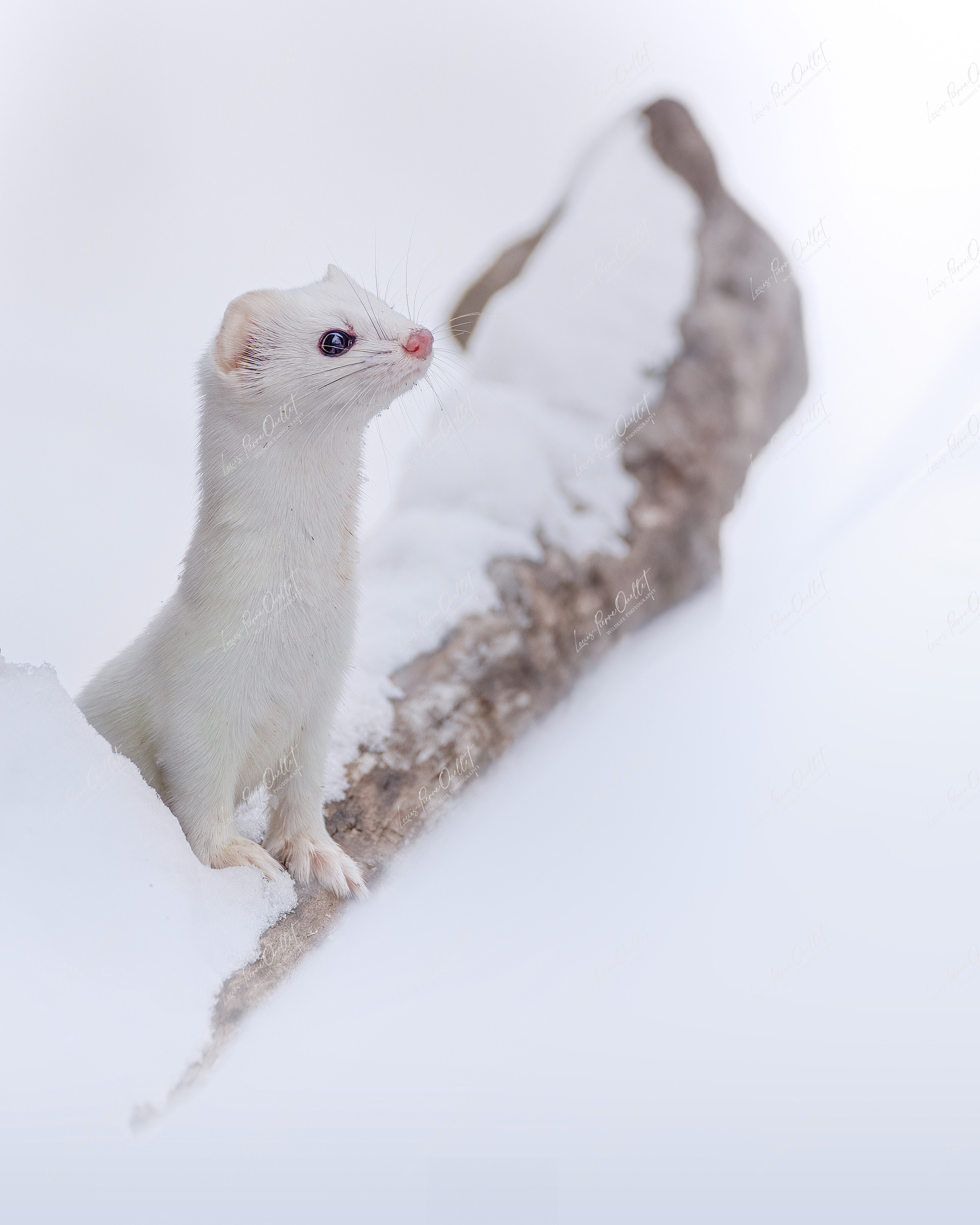 Flèche de neige