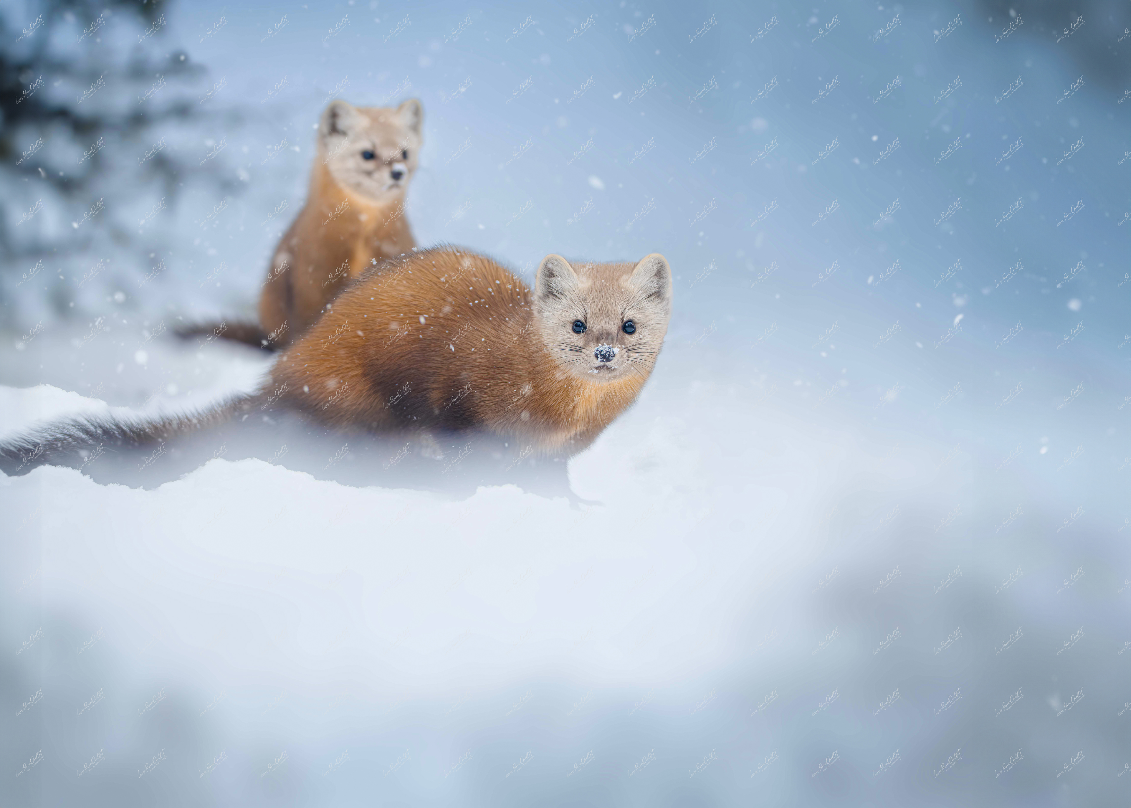 Amis des flocons