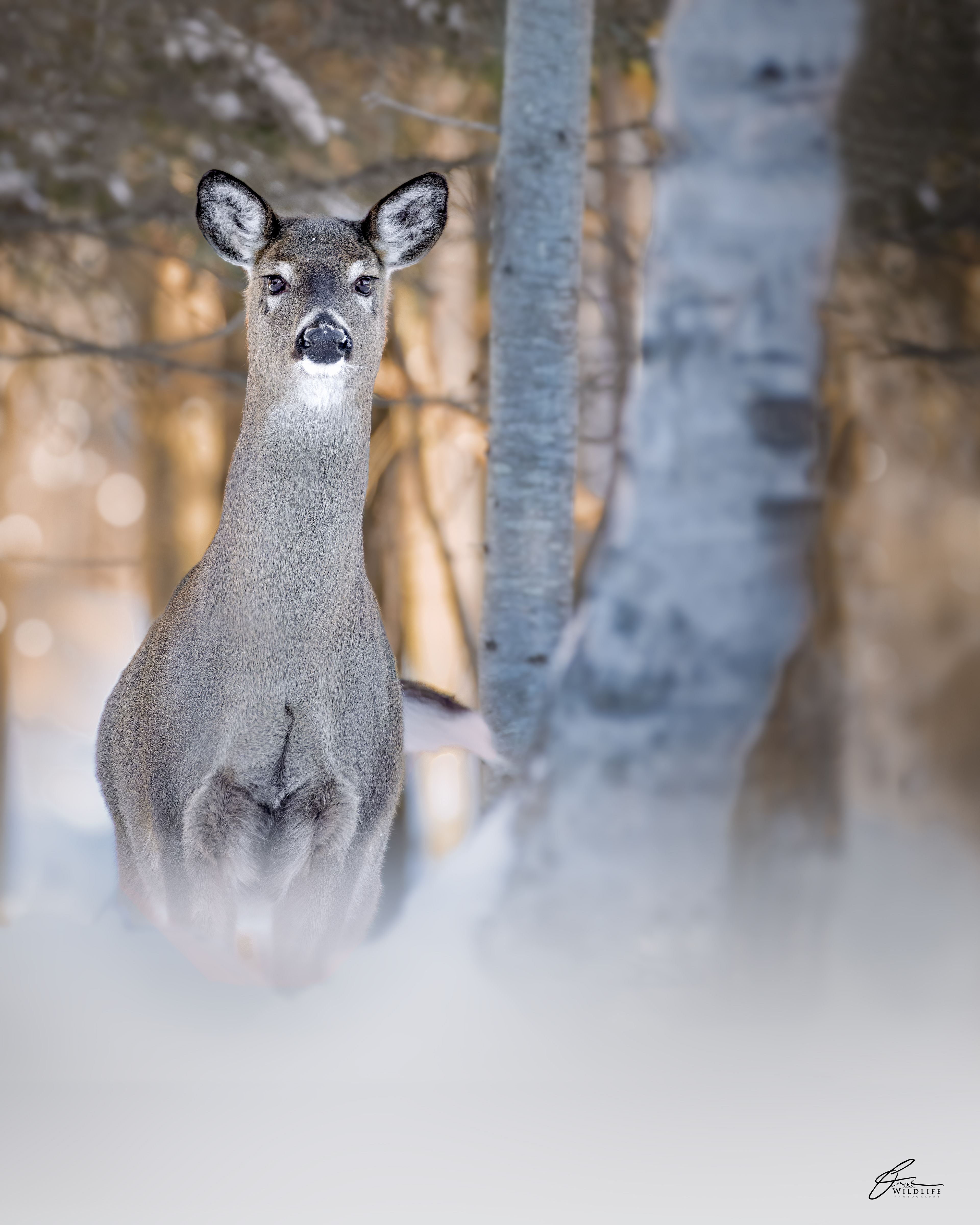 Cerf de Virginie (Odocoileus virginianus) - Bas Saint-Laurent (Québec), mars 2021