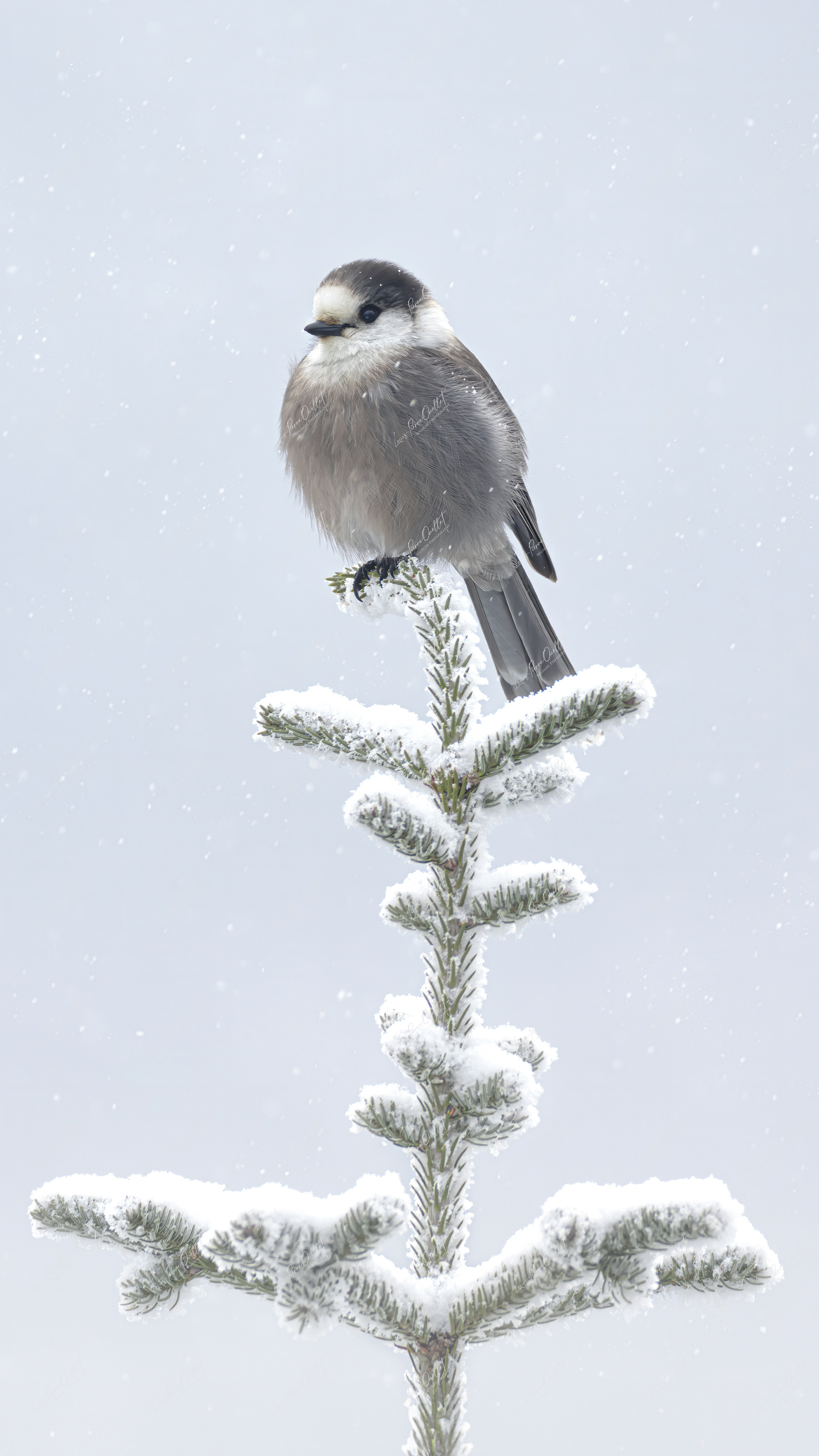 Vigie des neiges