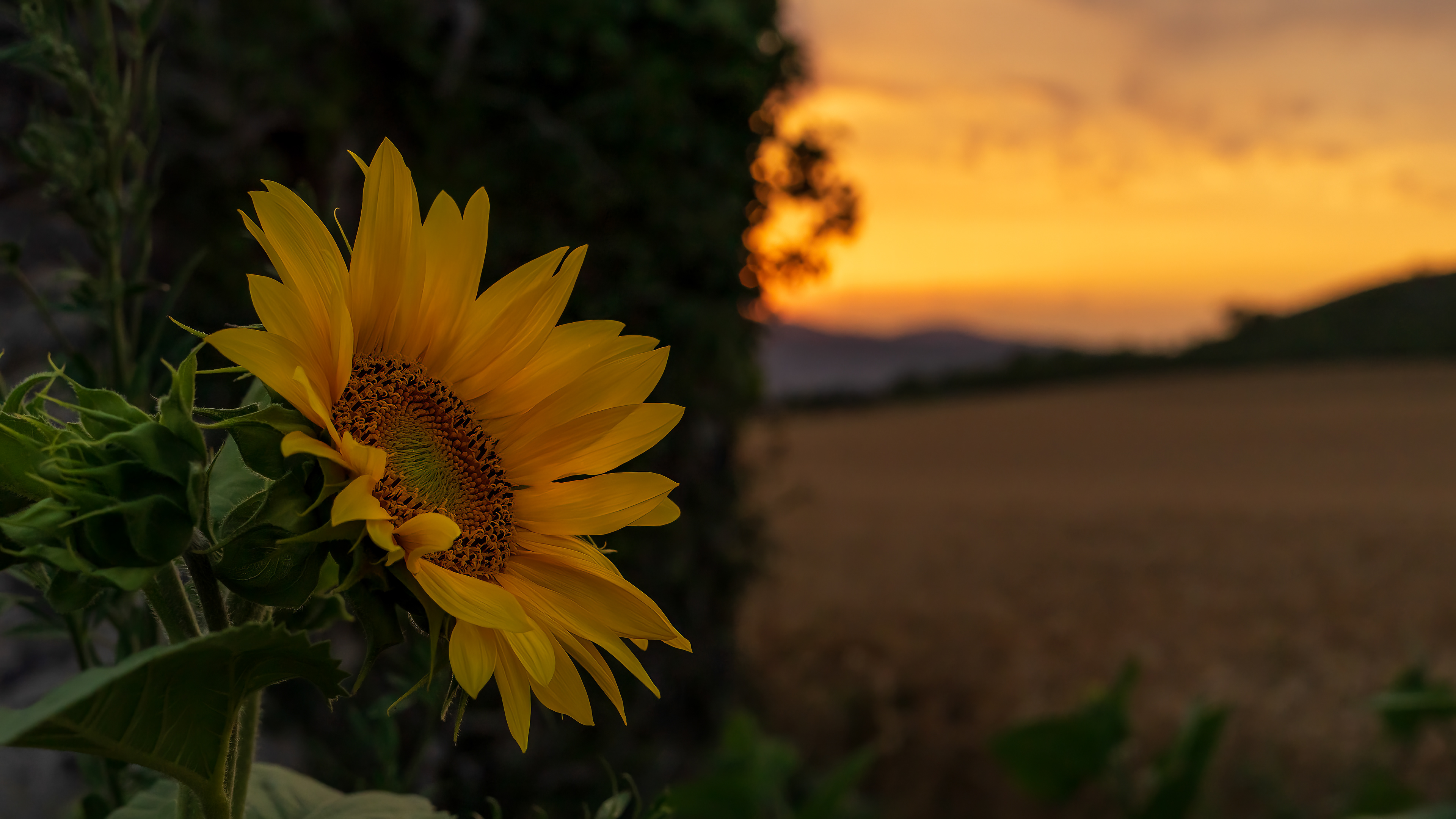 Soir d'été