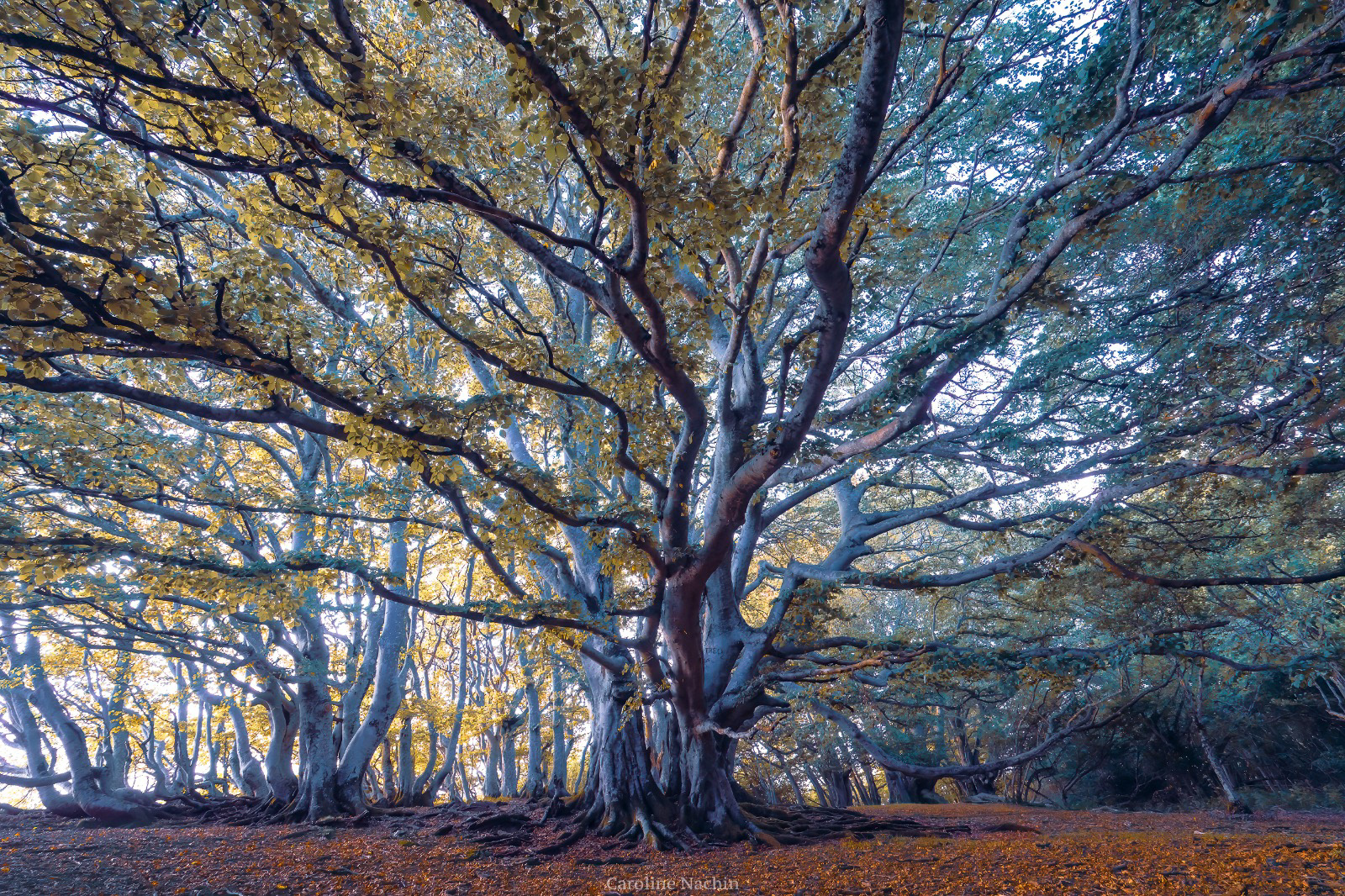 Les Goules, chuchotements - Lauréate du Plus Grand Concours Photo du Monde 2023 par Photo Magazine