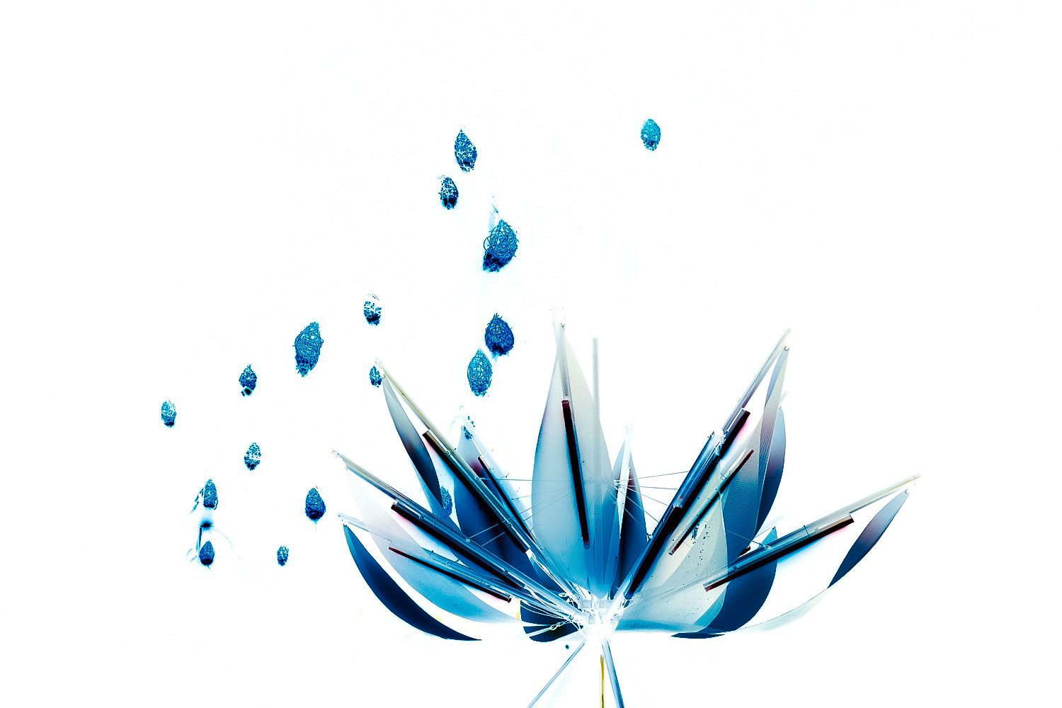 Fleur de Lumière