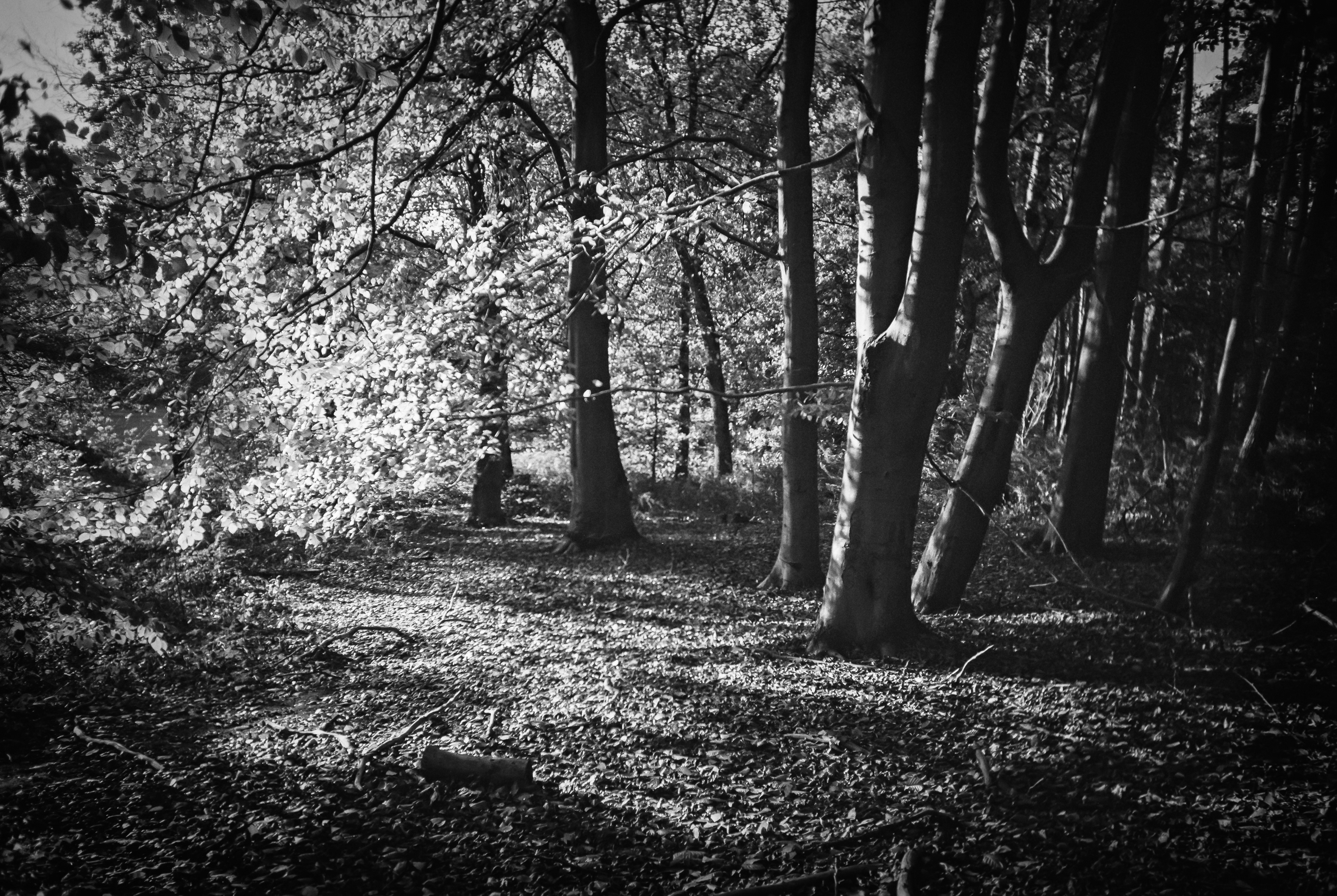 Ben Warner Photography 35mm film Leica baranack landscape forest Germany