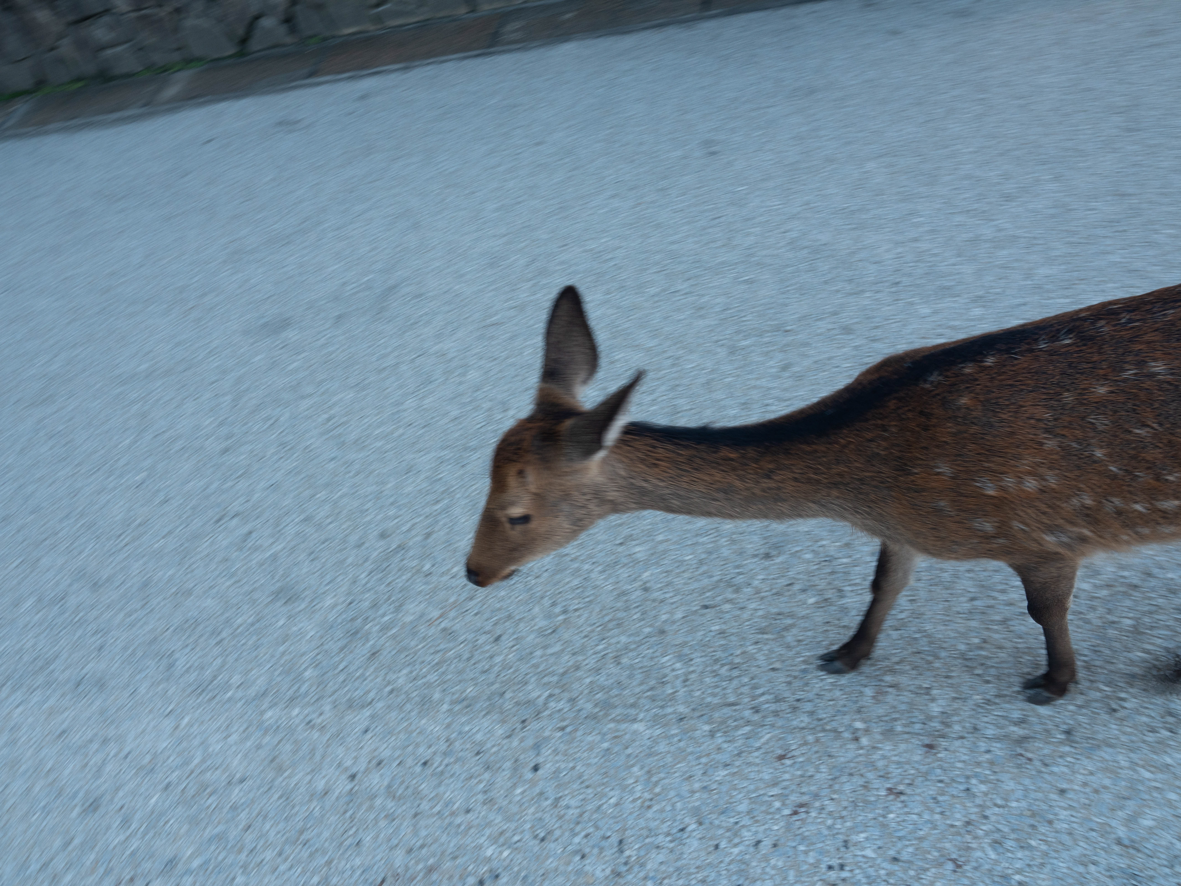 One of 600 or so tame deer