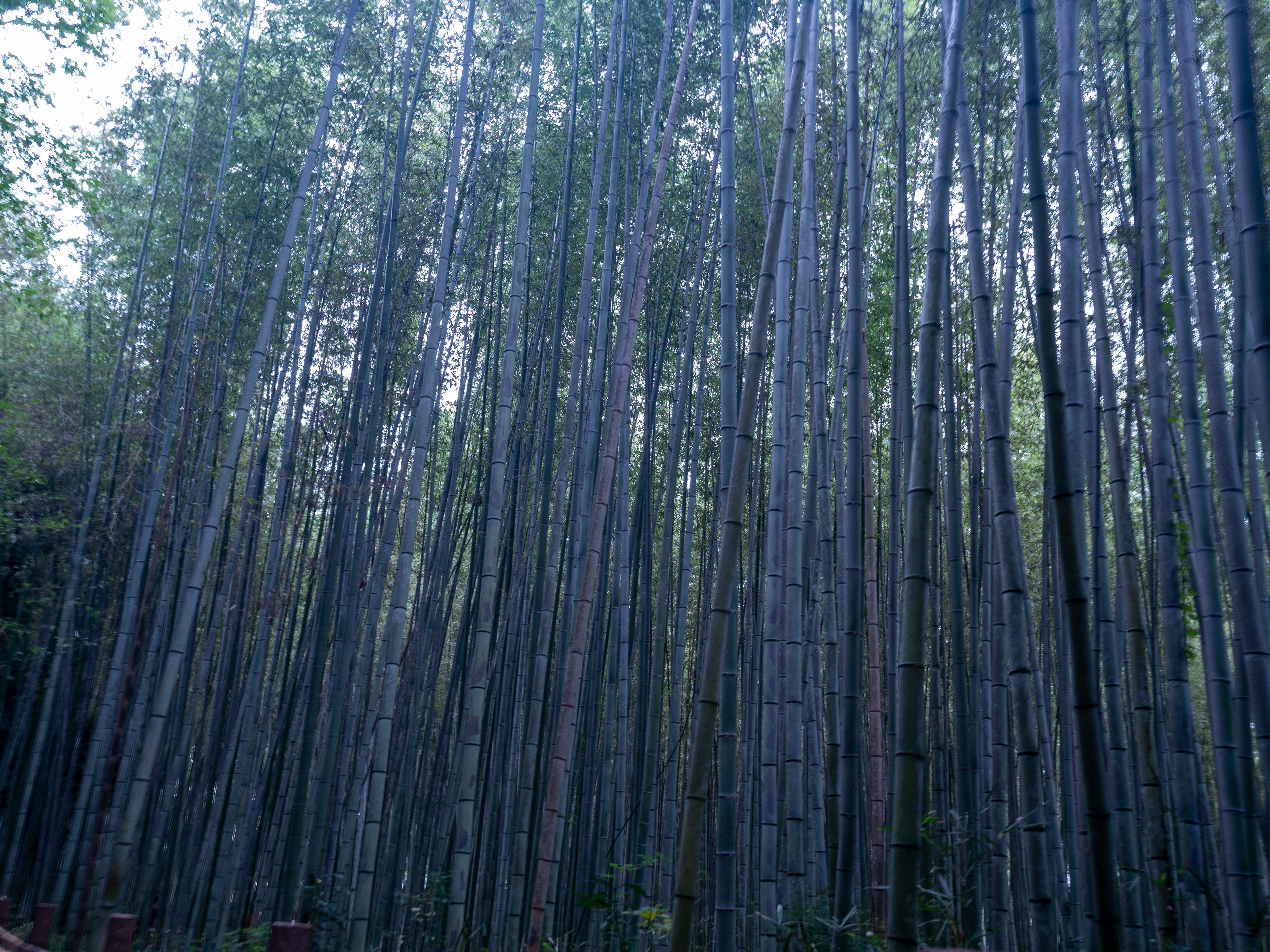 Arashiyama Bamboo Grove