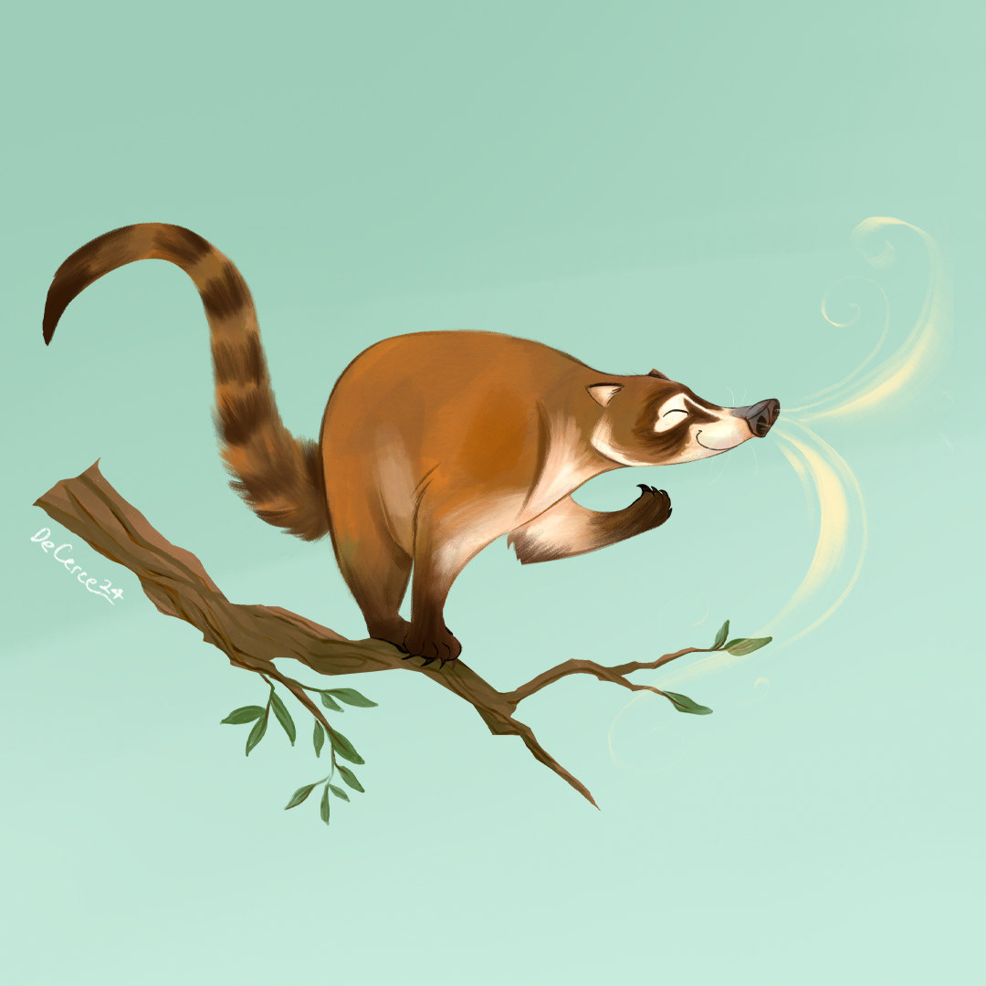Coati 3