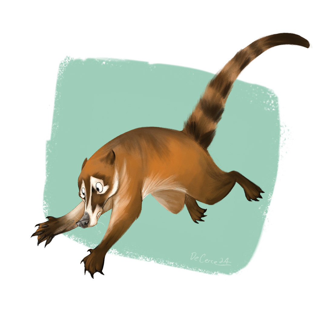 Coati 2