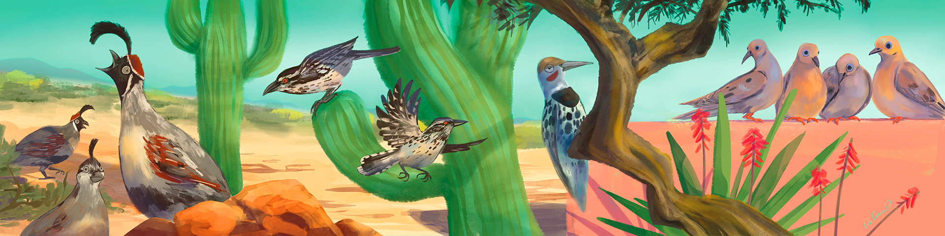 Sonoran Desert Backyard Birds - Gambel's Quail, Cactus Wren, Gilded Flicker, Mourning Dove