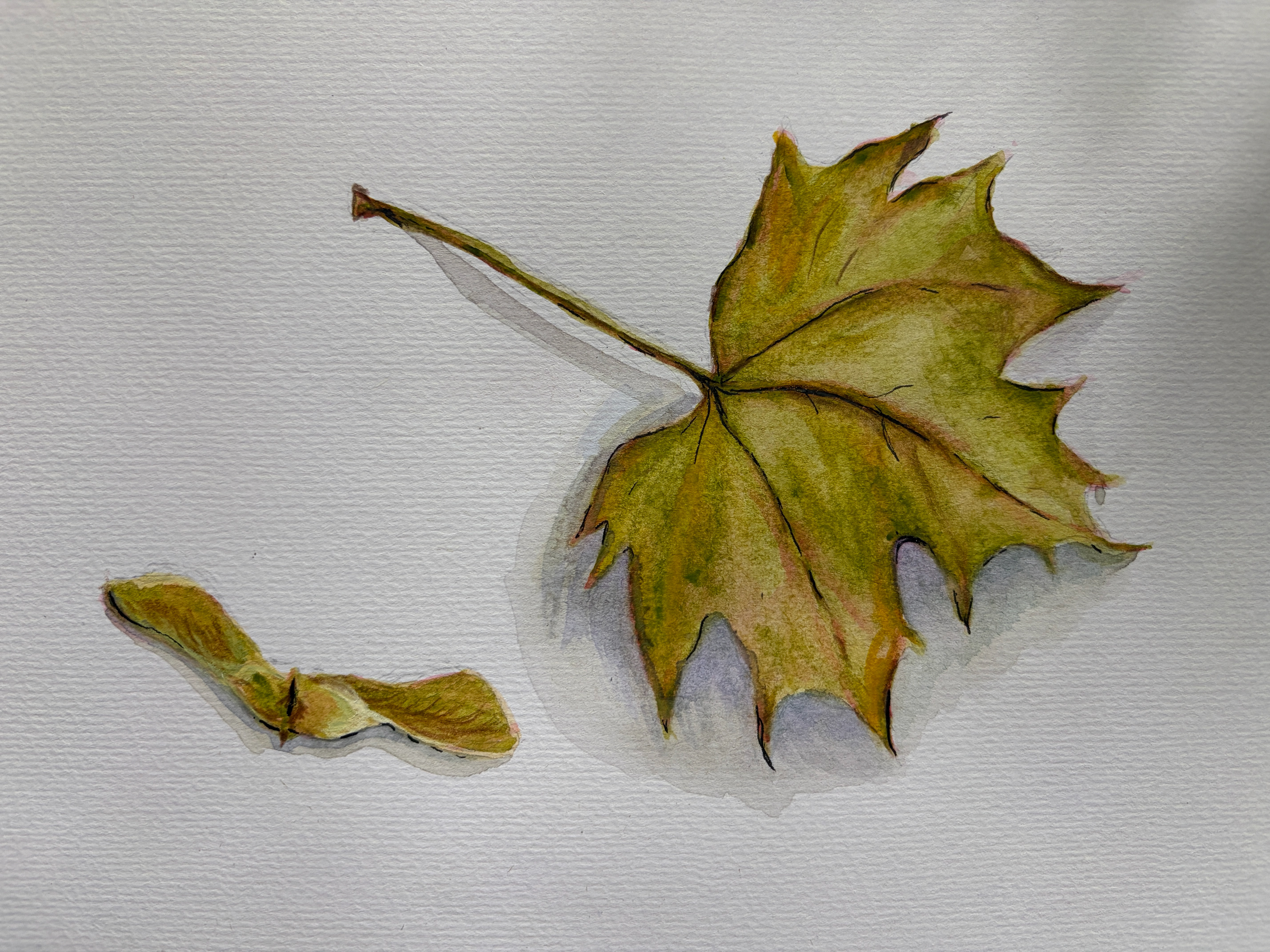 Watercolor study of a weathered maple leaf and maple seed on textured paper.
