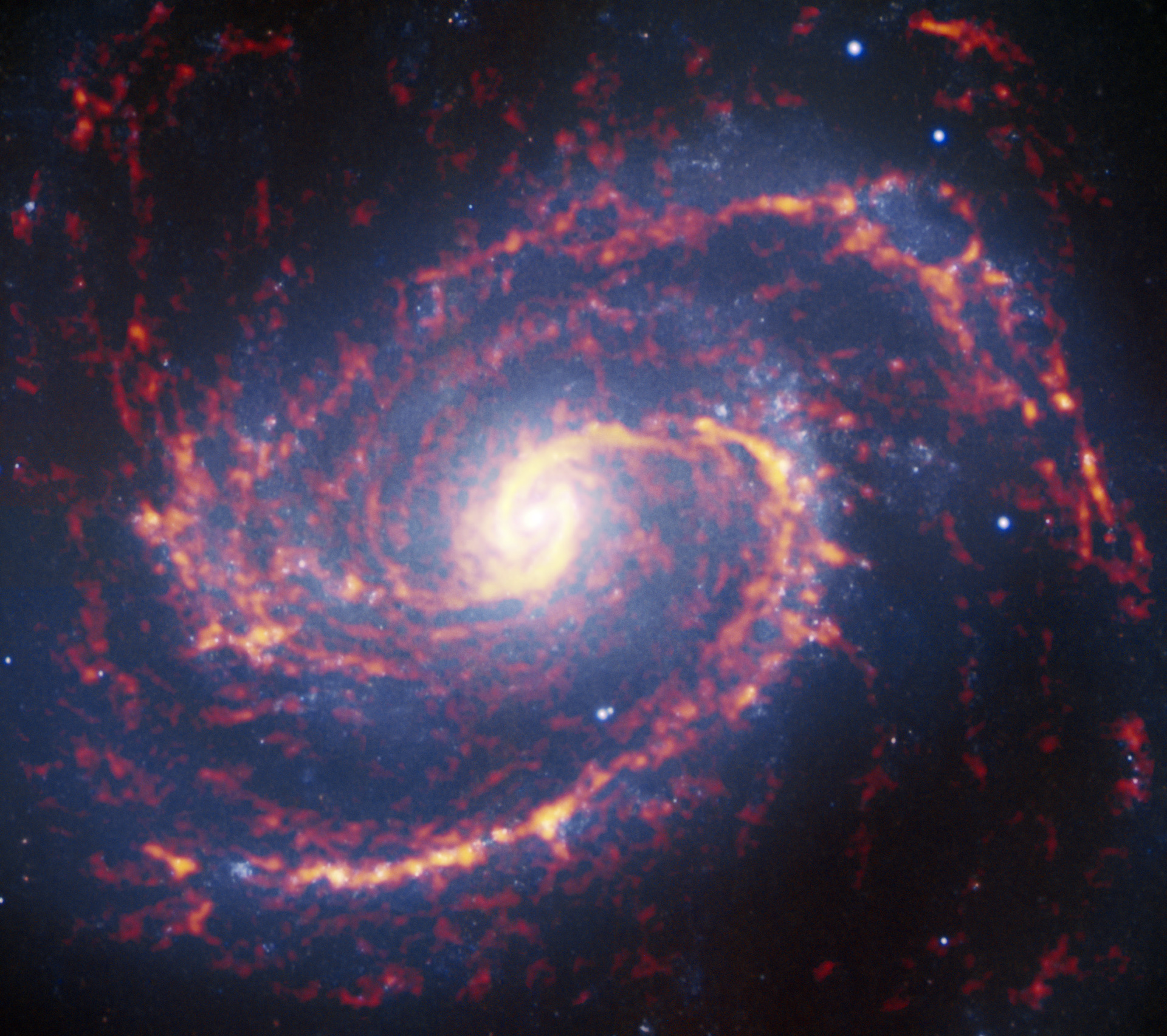 Starbursts and slow burns This is one of 74 nearby galaxies whose stellar nurseries were recently observed by the Atacama Large Millimeter/submillimeter Array, or ALMA, in an astronomical census called Physics at High Angular resolution in Nearby GalaxieS (PHANGS). So far, around 100 000 of these stellar nurseries have been imaged in over 750 hours of observation. ALMA’s remarkable sensitivity provides data at high enough resolution to study these regions in detail, and shows that some are bursting with new stars, while others evolve more gradually.  This anticipated diversity in the process of how stars form was the motivation behind this enormous effort. There have long been theories that aimed to explain how and why these differences might occur, some involving the characteristics of the home galaxy itself — properties such as size, age, and internal dynamics — but our lack of high-resolution data had been an obstacle to testing them.  The vast quantity and variety of data yielded by PHANGS are already helping astronomers to understand more, even though the census is only a third complete. The project aims to observe a total of about 300 000 stellar nurseries and by the end it should significantly advance our understanding of how a galaxy’s properties influence the way in which it forms new stars.  Credit: ALMA (ESO/NAOJ/NRAO); NRAO/AUI/NSF, B. Saxton