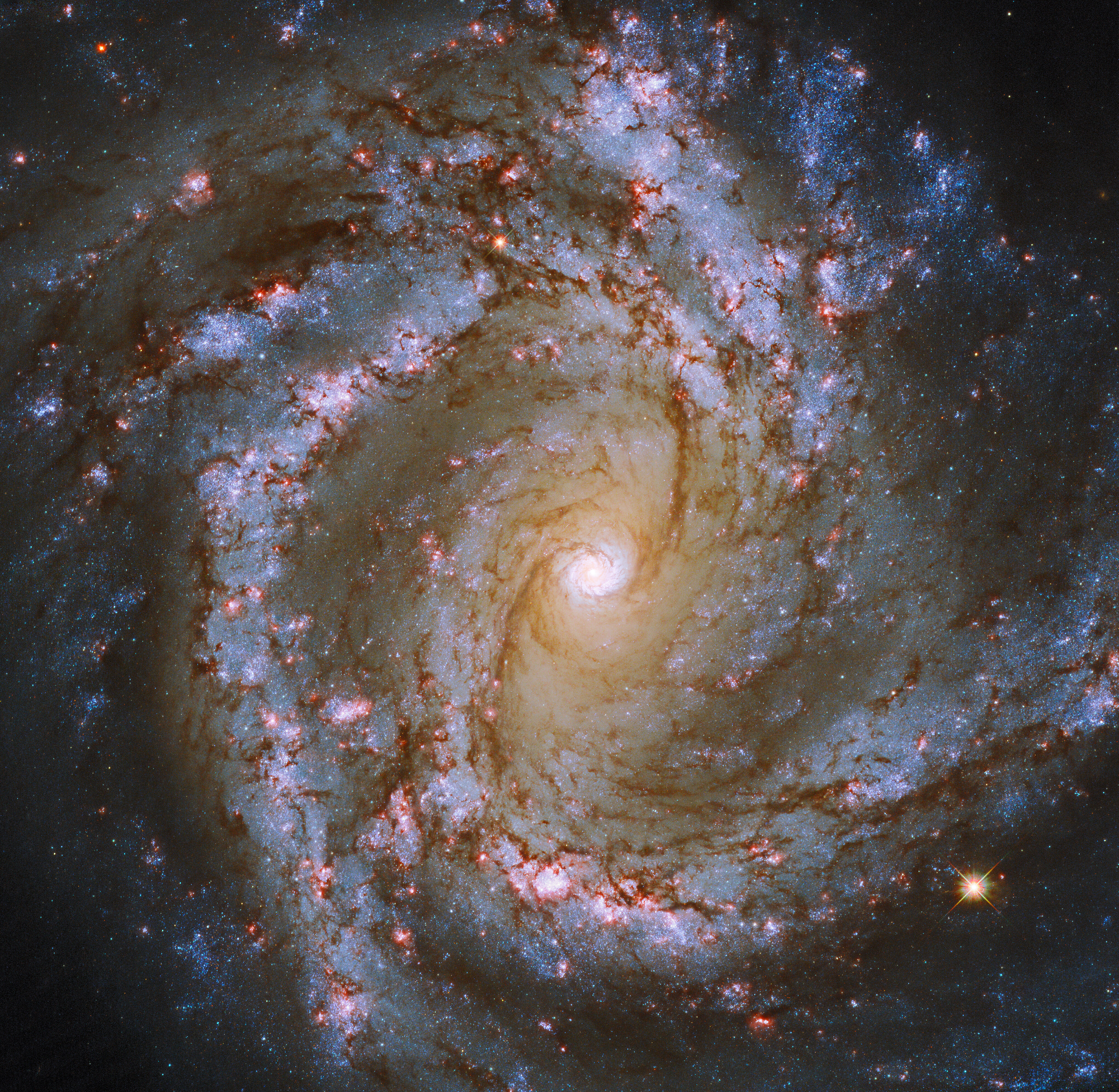 The luminous heart of the galaxy M61 dominates this image, framed by its winding spiral arms threaded with dark tendrils of dust. As well as the usual bright bands of stars, the spiral arms of M61 are studded with ruby-red patches of light. Tell-tale signs of recent star formation, these glowing regions lead to M61’s classification as a starburst galaxy.  Though the gleaming spiral of this galaxy makes for a spectacular sight, one of the most interesting features of M61 lurks unseen at the centre of this image. As well as widespread pockets of star formation, M61 hosts a supermassive black hole more than 5 million times as massive as the Sun.  M61 appears almost face-on, making it a popular subject for astronomical images, even though the galaxy lies more than 52 million light-years from Earth. This particular astronomical image incorporates data from not only Hubble, but also the FORS camera at the European Southern Observatory’s Very Large Telescope, together revealing M61 in unprecedented detail. This striking image is one of many examples of telescope teamwork — astronomers frequently combine data from ground-based and space-based telescopes to learn more about the Universe.  Credit: ESA/Hubble & NASA, ESO, J. Lee and the PHANGS-HST Team