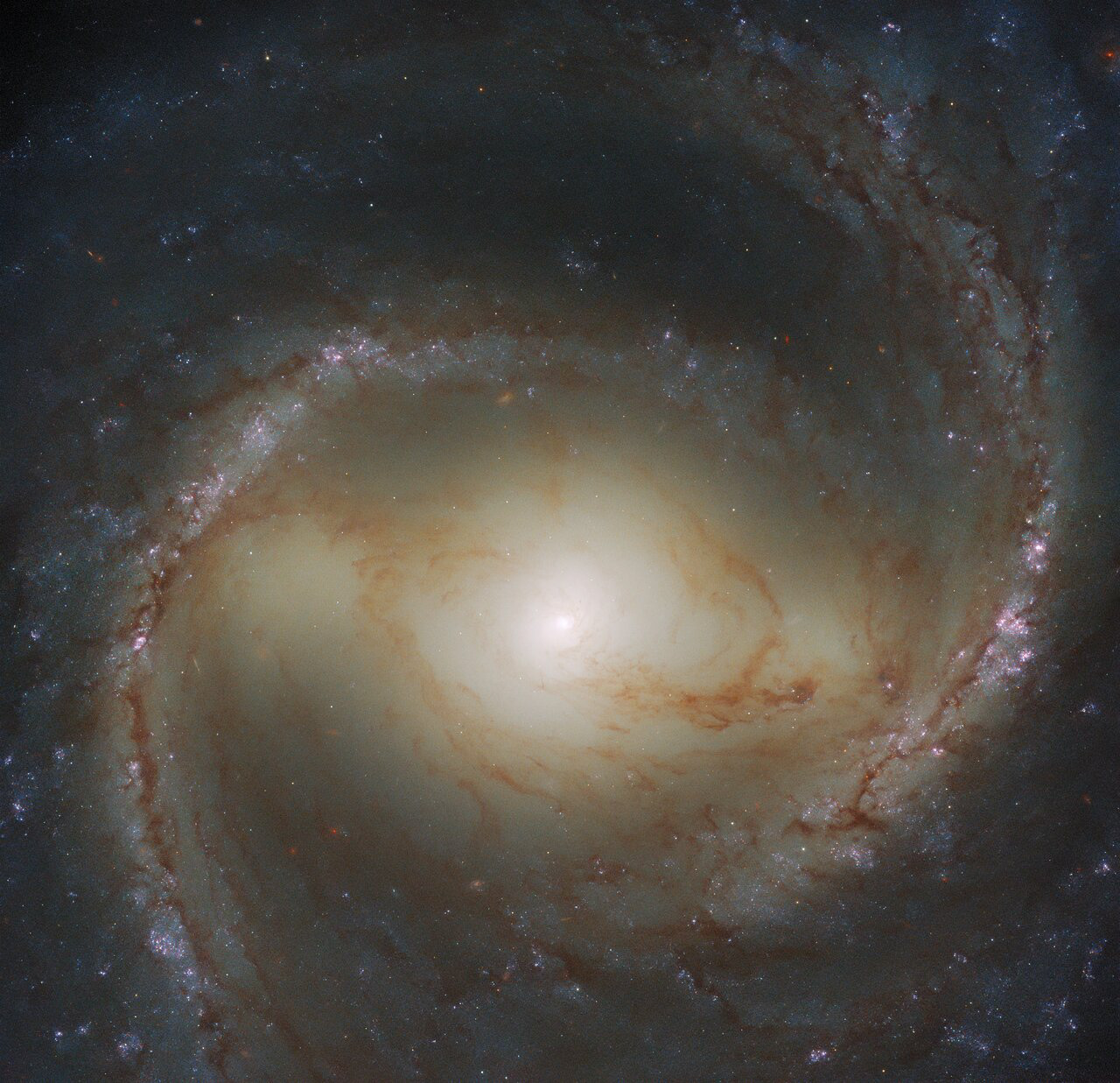 The spiral galaxy M91 fills the frame of this Wide Field Camera 3 observation from the NASA/ESA Hubble Space Telescope. M91 lies approximately 55 million light-years from Earth in the constellation Coma Berenices and — as is evident in this image — is a barred spiral galaxy. While M91’s prominent bar makes for a spectacular galactic portrait, it also hides an astronomical monstrosity. Like our own galaxy, M91 contains a supermassive black hole at its centre. A 2009 study using archival Hubble data found that this central black hole weighs somewhere between 9.6 and 38 million times as much as the Sun.  Whilst archival Hubble data allowed astronomers to weigh M91’s central black hole, more recent observations have had other scientific aims. This observation is part of an effort to build a treasure trove of astronomical data exploring the connections between young stars and the clouds of cold gas in which they form. To do this, astronomers used Hubble to obtain ultraviolet and visible observations of galaxies already seen at radio wavelengths by the ground-based Atacama Large Millimeter/submillimeter Array (ALMA).  Observing time with Hubble is a highly valued, and much sought-after, resource for astronomers. To obtain data from the telescope, astronomers first have to write a proposal detailing what they want to observe and highlighting the scientific importance of their observations. These proposals are then anonymised and judged on their scientific merit by a variety of astronomical experts. This process is incredibly competitive: following Hubble’s latest call for proposals, only around 13% of the proposals were awarded observing time.   Are you interested in finding out what Hubble is observing right now? You can follow the space telescope’s observations in real time at this link.  Credit: ESA/Hubble & NASA, J. Lee and the PHANGS-HST Team