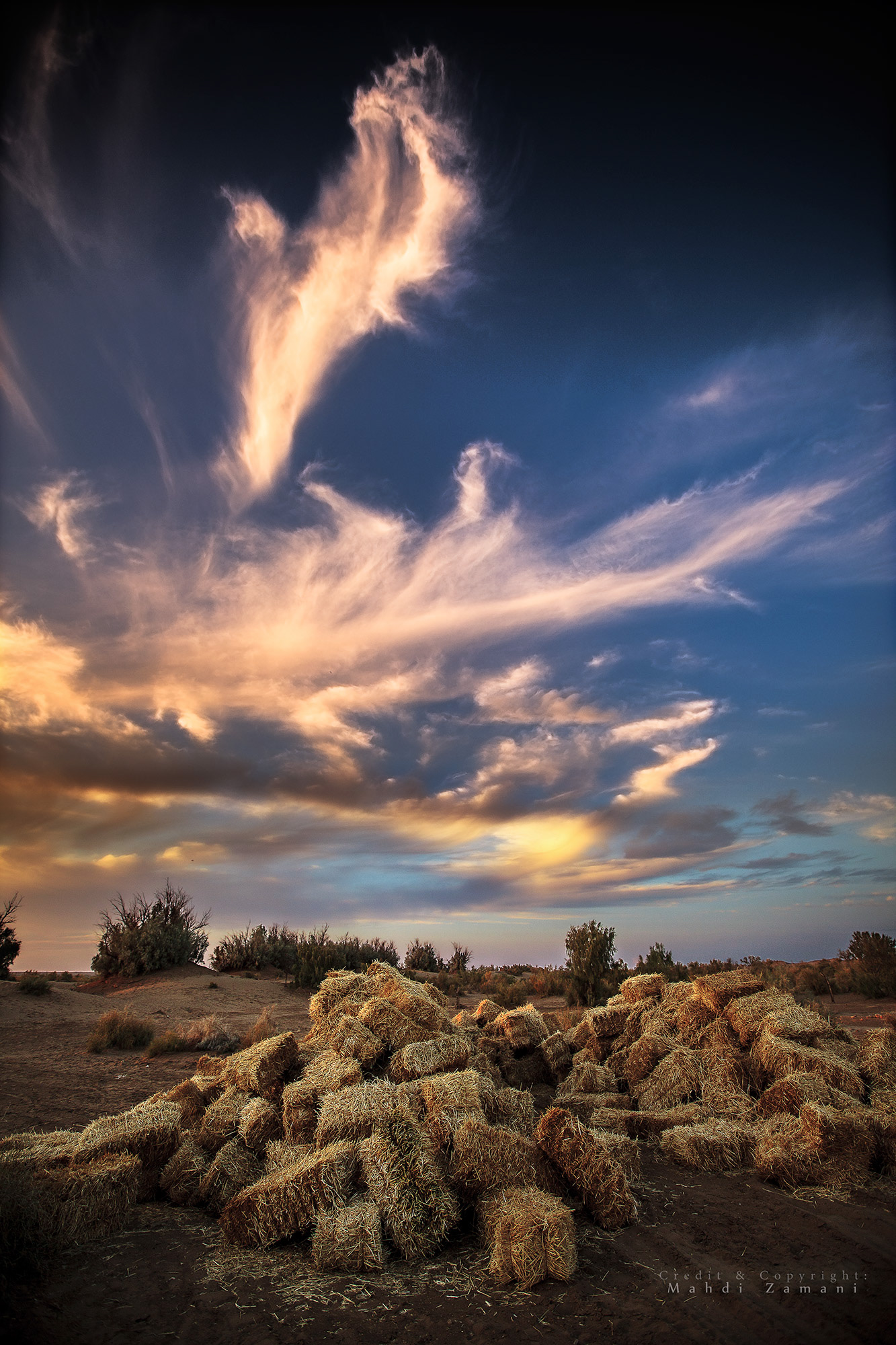 Harvesting, the aftermath...
