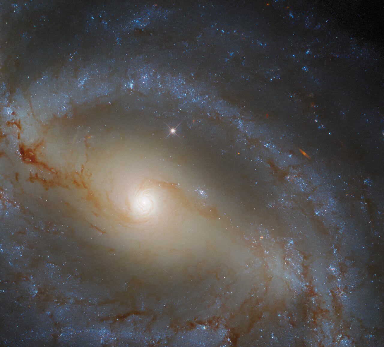 The lazily winding spiral arms of the galaxy NGC 5921 snake across this image from the NASA/ESA Hubble Space Telescope. This galaxy lies approximately 80 million light-years from Earth, and much like our own galaxy, the Milky Way, contains a prominent bar. Roughly half of all spiral galaxies are thought to contain bars, and these bars affect their parent galaxies by fuelling star formation and affecting the motion of stars and interstellar gas.   Appropriately, given NGC 5921’s serpentine spiral arms, this galaxy resides in the constellation Serpens in the northern celestial hemisphere. Serpens is the only one of the 88 modern constellations to consist of two unconnected regions — Serpens Caput and Serpens Cauda. These two regions — whose names mean the Serpent’s Head and the Serpent’s Tail, respectively — are separated by Ophiuchus, the Serpent Bearer.   The scientific study behind this image was also split into two parts — observations from Hubble’s Wide Field Camera 3 and observations from the ground-based Gemini Observatory. These two observatories joined forces to better understand the relationship between galaxies like NGC 5921 and the supermassive black holes they contain. Hubble’s contribution to the study was to determine the masses of stars in the galaxies and also to take measurements that help calibrate the observations from Gemini. Together, the Hubble and Gemini observations provided astronomers with a census of nearby supermassive black holes in a diverse variety of galaxies.  Credit: ESA/Hubble & NASA, J. Walsh Acknowledgement: R. Colombari