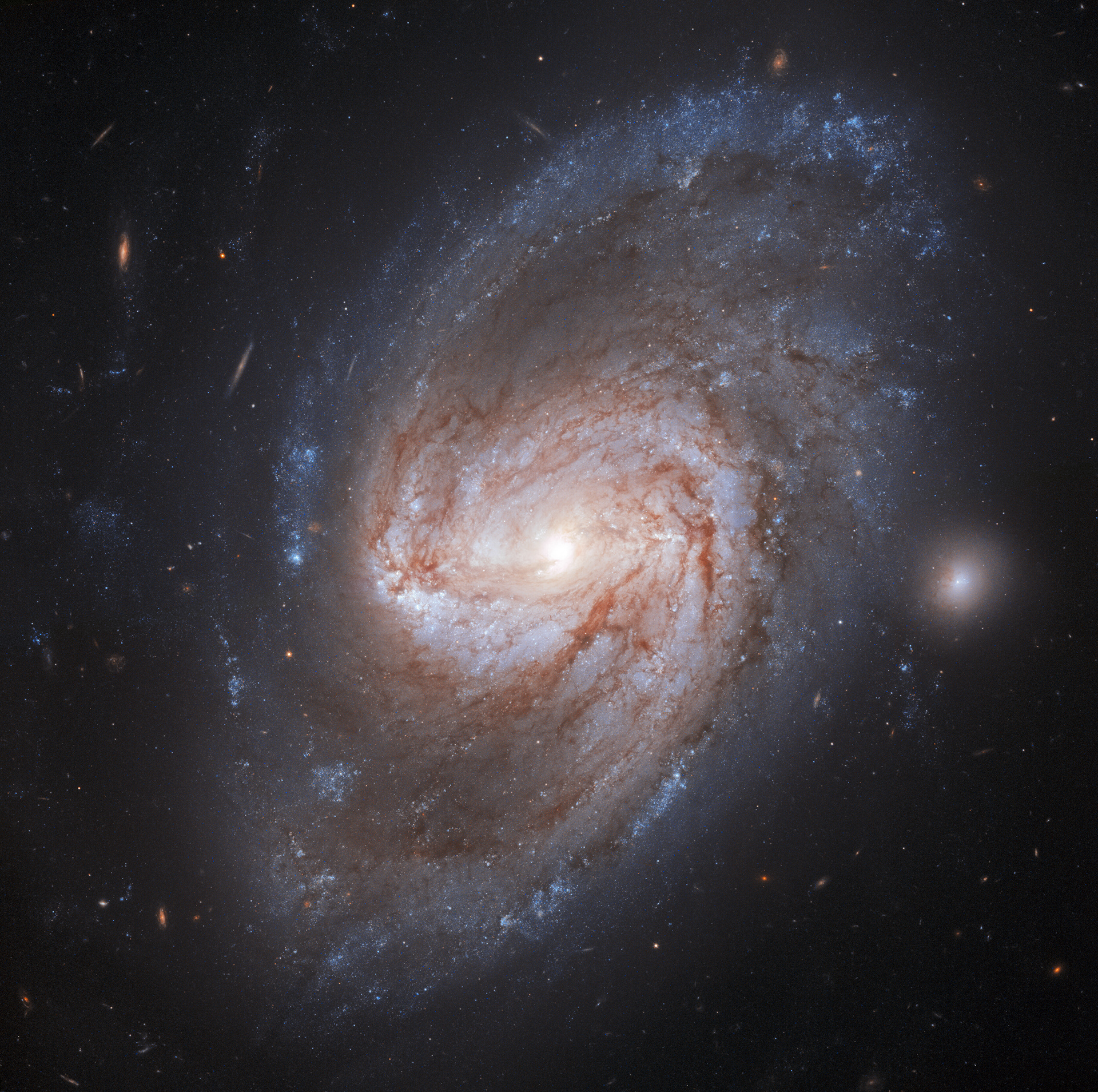 Galaxy Galaxy, Burning Bright! / In the forests of the night lies a barred spiral galaxy called NGC 3583, imaged here by the NASA/ESA Hubble Space Telescope. This is a barred spiral galaxy with two arms that twist out into the Universe. This galaxy is located 98 million light-years away from the Milky Way. Two supernovae exploded in this galaxy, one in 1975 and another, more recently, in 2015.  There are a few different ways that supernova can form. In the case of these two supernovae, the explosions evolved from two independent binary star systems in which the stellar remnant of a Sun-like star, known as a white dwarf, was collecting material from its companion star. Feeding off of its partner, the white dwarf gorged on the material until it reached a maximum mass. At this point, the star collapsed inward before exploding outward in a brilliant supernova.  Two of these events were spotted in NGC 3583, and though not visible in this picture of the week, we can still marvel at the galaxy’s fearful symmetry.  Credit: ESA/Hubble & NASA, A. Riess et al. 