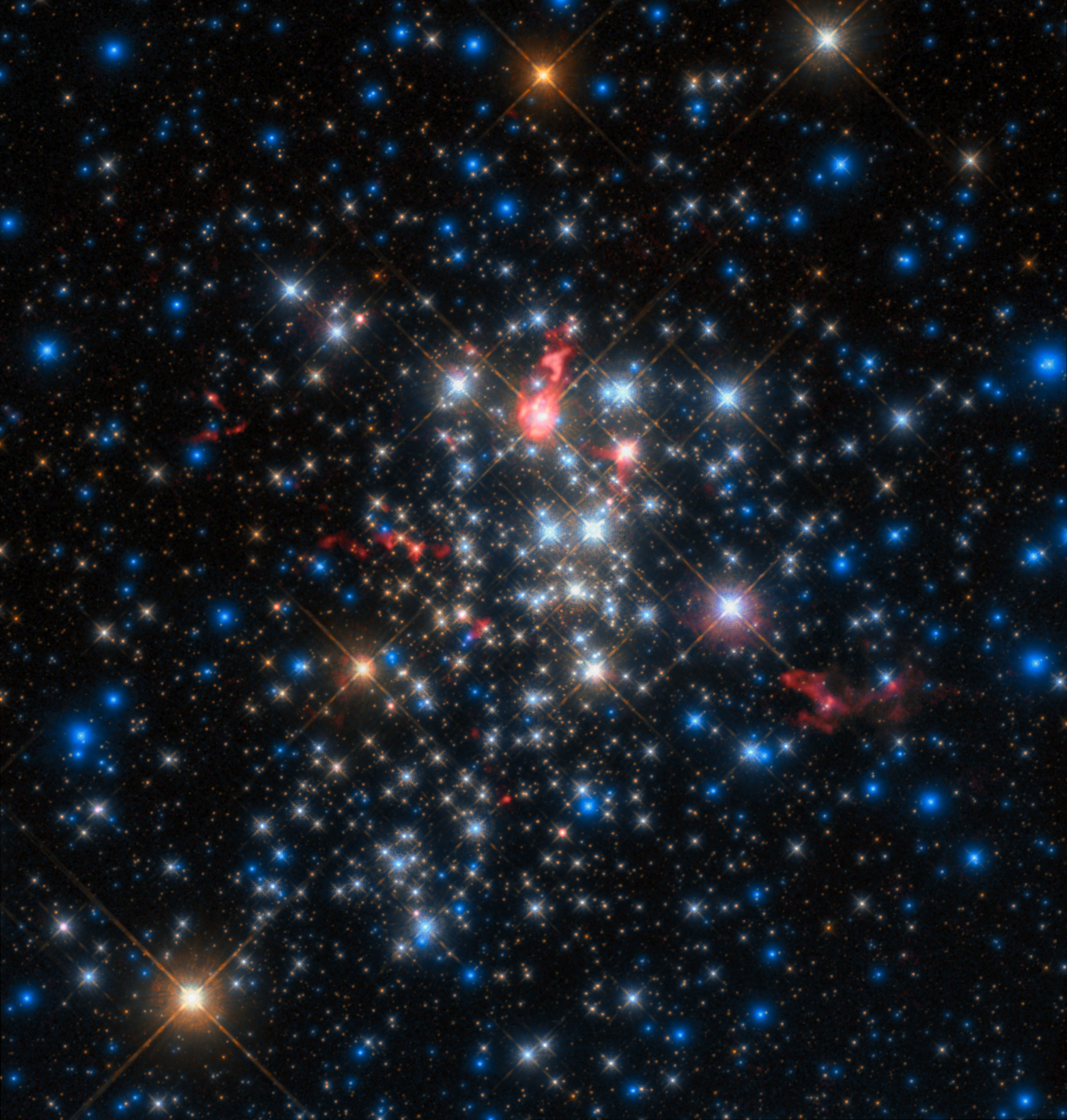 Comet-like stars This spectacular Picture of the Week was produced from data gathered by the Atacama Large Millimeter/submillimeter Array (ALMA) in Chile, combined with data from the NASA/ESA Hubble Space Telescope. It shows a cluster of stars named Westerlund 1, one of the most massive young star clusters known to reside in the Milky Way.  Excitingly, it also shows the comet-like “tails” of material stretching away from some of the giant stars in Westerlund 1. Such tails are formed in the thick, relentless winds that pour from the cluster’s stellar residents, carrying material outwards.  This phenomenon is similar to how comets get their famous and beautiful tails. Comet tails in the Solar System are driven away from the nucleus of their parent comet by a wind of particles that streams out from the Sun. Consequently comet tails always point away from our Sun. Similarly, the tails of the huge red stars shown in this image point away from the core of the cluster, likely the result of powerful cluster winds generated by the hundreds of hot and massive stars found towards the centre of Westerlund 1.  These massive structures cover large distances and indicate the dramatic effect the environment can have on how the stars form and evolve.  These comet-like tails were detected during an ALMA study of Westerlund 1 that aimed to explore the cluster’s constituent stars and figure out how, and at what rate, they lose their mass. The cluster is known to host a large amount of massive stars, many of them intriguing and rare types, making it of great interest and use to astronomers wishing to understand the myriad stars in our galaxy.  Credit: ESO/D. Fenech et al.; ALMA (ESO/NAOJ/NRAO)