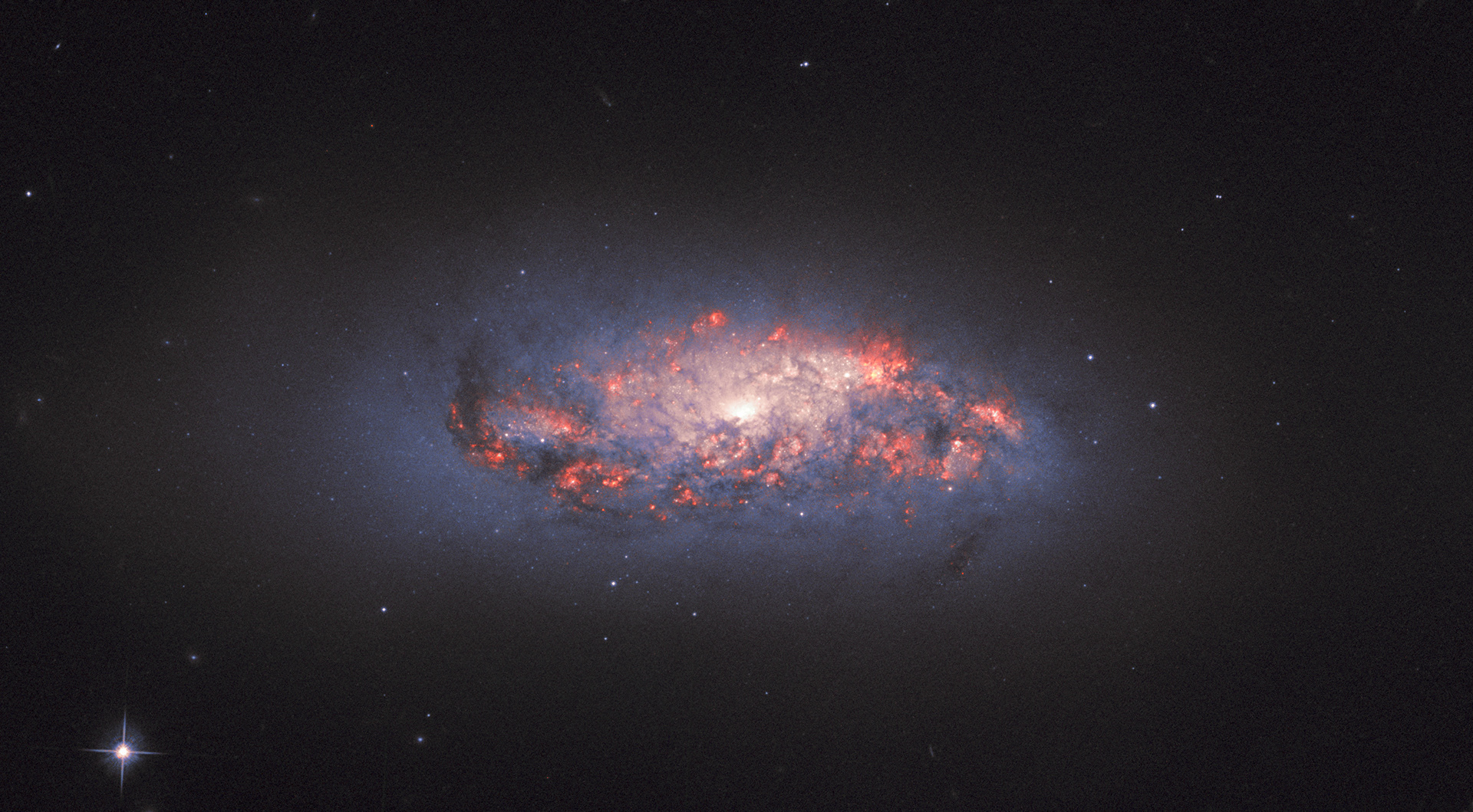 This NASA/ESA Hubble Space Telescope Picture of the Week shows bright, colourful pockets of star formation blooming like roses in a spiral galaxy named NGC 972.   The orange-pink glow is created as hydrogen gas reacts to the intense light streaming outwards from nearby newborn stars; these bright patches can be seen here amid dark, tangled streams of cosmic dust.   Astronomers look for these telltale signs of star formation when they study galaxies throughout the cosmos, as star formation rates, locations, and histories offer critical clues as to how these colossal collections of gas and dust have evolved over time. New generations of stars contribute to — and are also, in turn, influenced by — the broader forces and factors that mould galaxies throughout the Universe, such as gravity, radiation, matter, and dark matter.  German-British astronomer William Herschel is credited with the discovery of NGC 972 in 1784. Astronomers have since measured its distance, finding it to be just under 70 million light-years.  Credit: ESA/Hubble, NASA, L. Ho