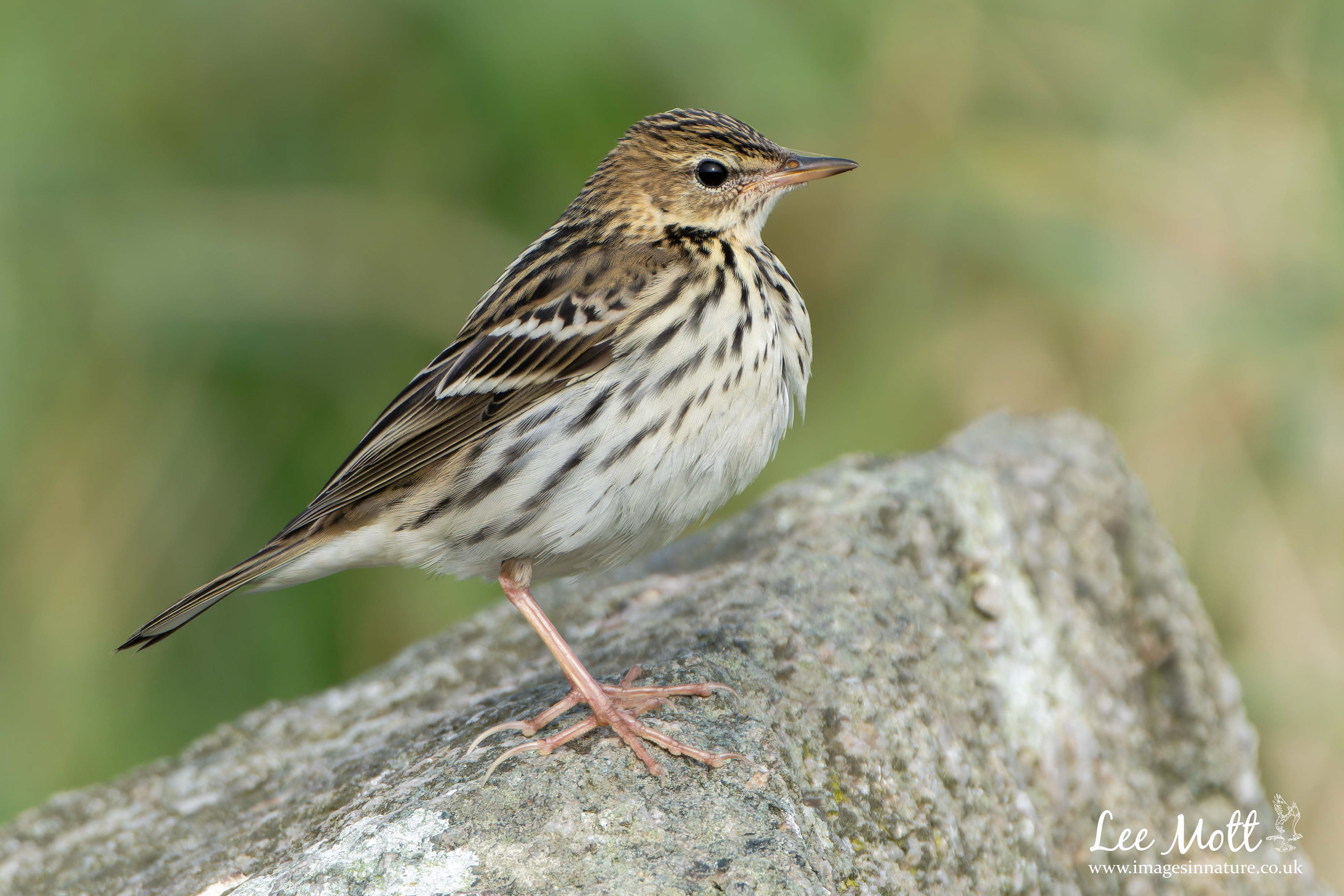 Pechora Pipit