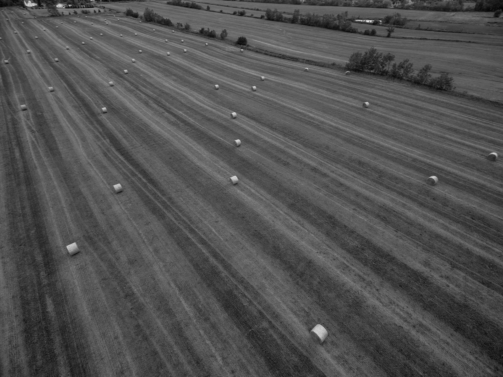 Harvest Bales