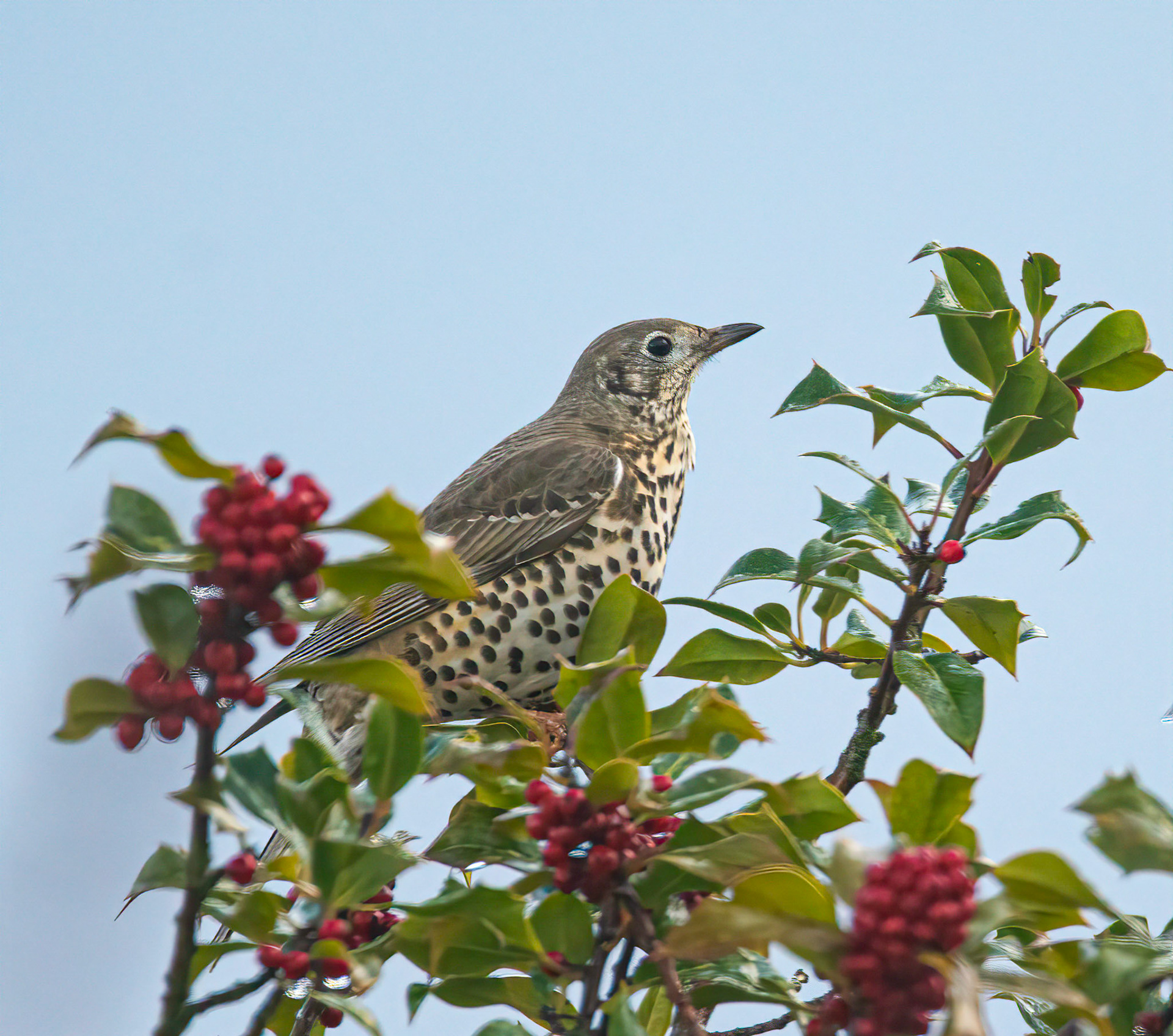 © John M Williams 2021