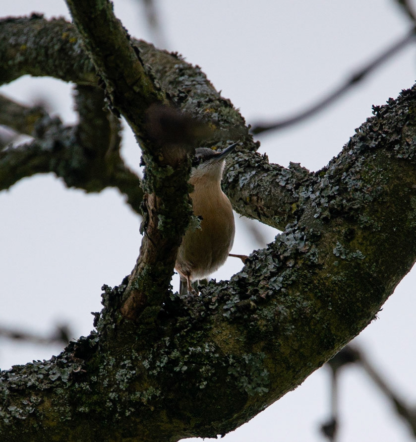 Nuthatch © John M Williams 2021Nuthatch © John M Williams 2021
