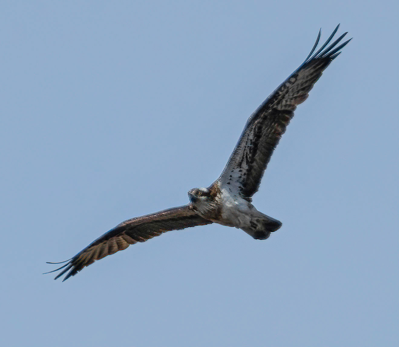 Osprey © John M Williams 2021