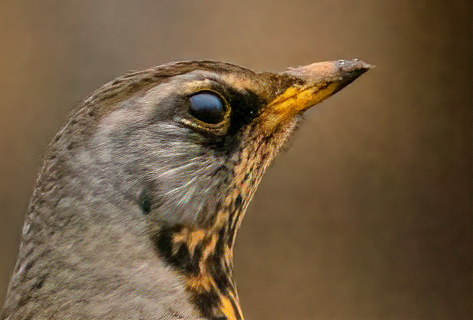 © John M Williams 2021