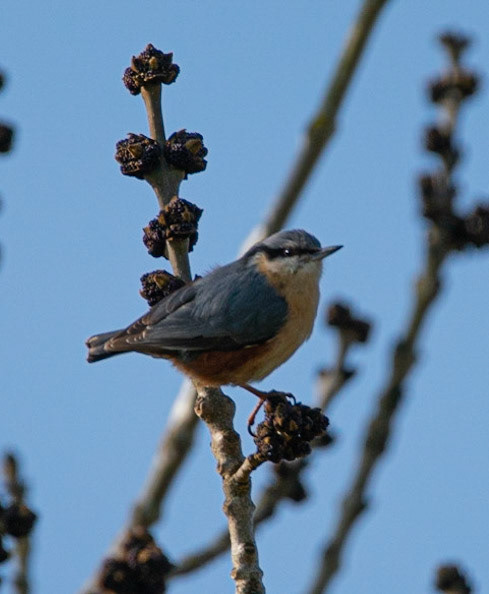 Nuthatch © John M Williams 2021