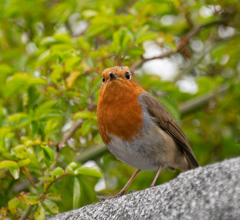 © John M Williams 2021