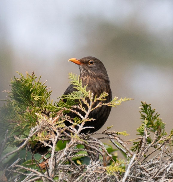 © John M Williams 2021