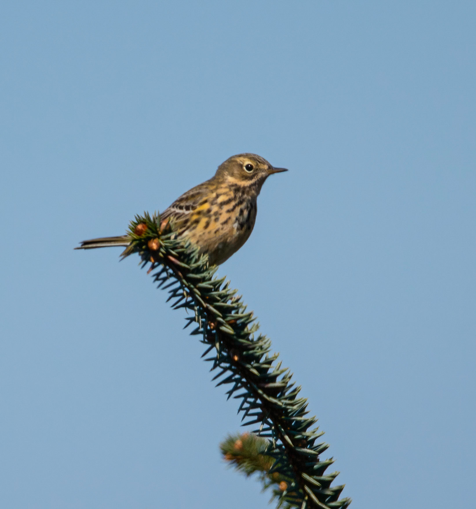 © John M Williams 2021