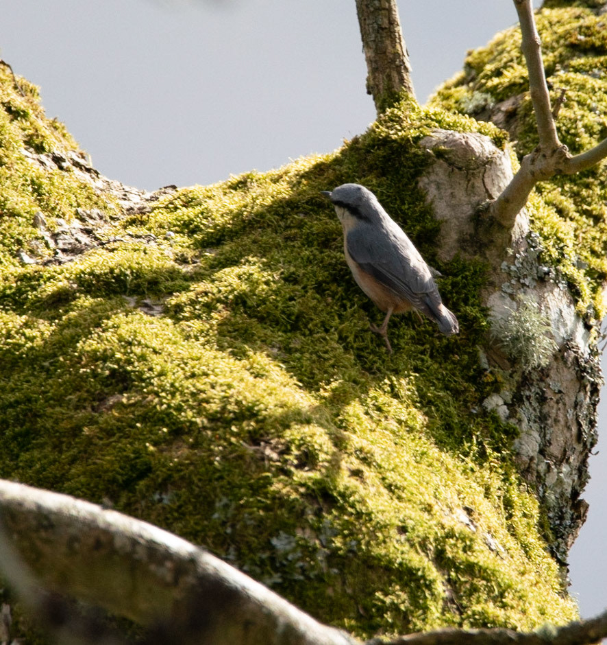 Nuthatch © John M Williams 2021