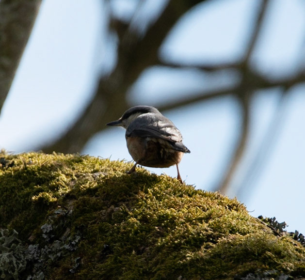 Nuthatch © John M Williams 2021