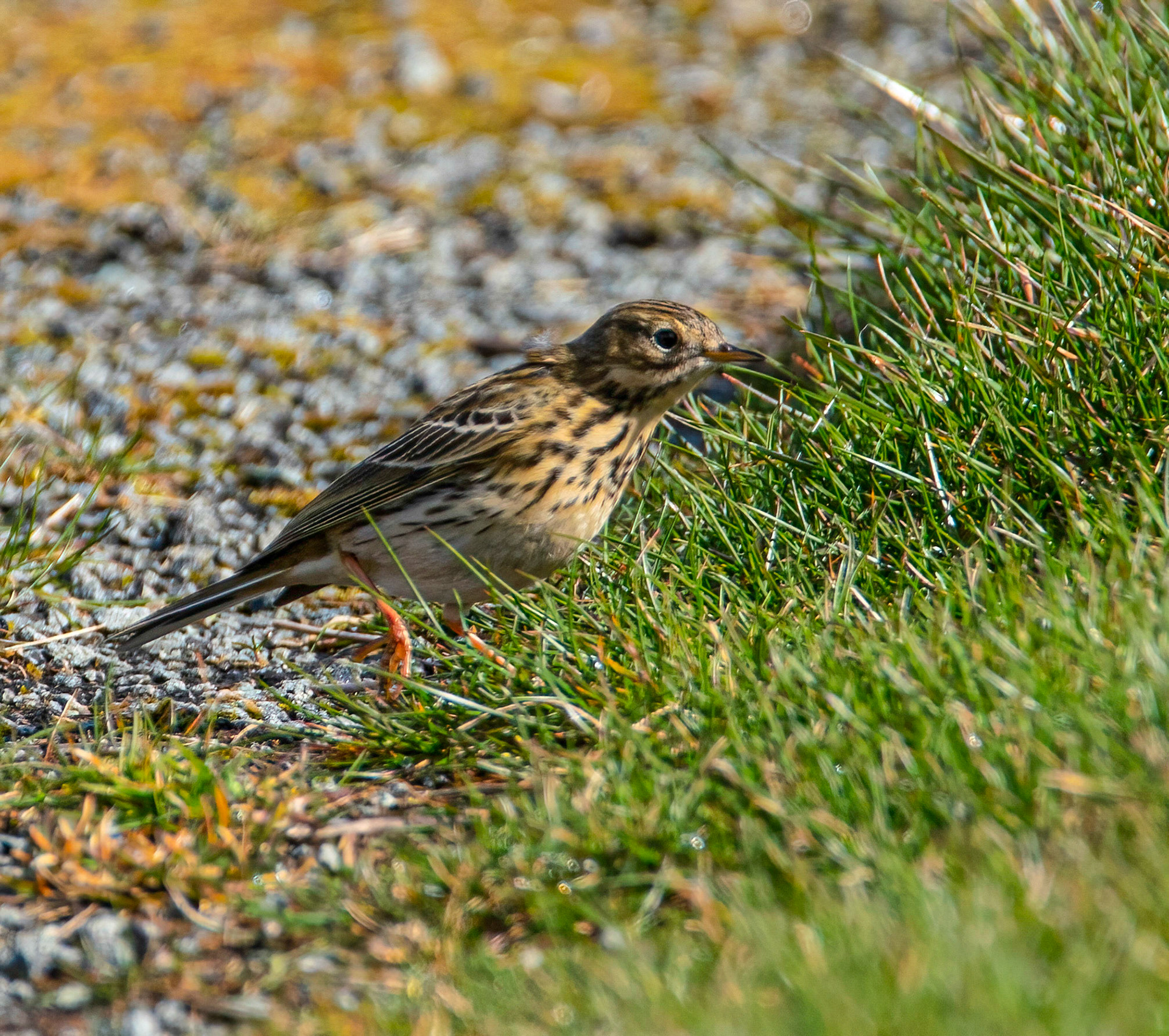 © John M Williams 2021