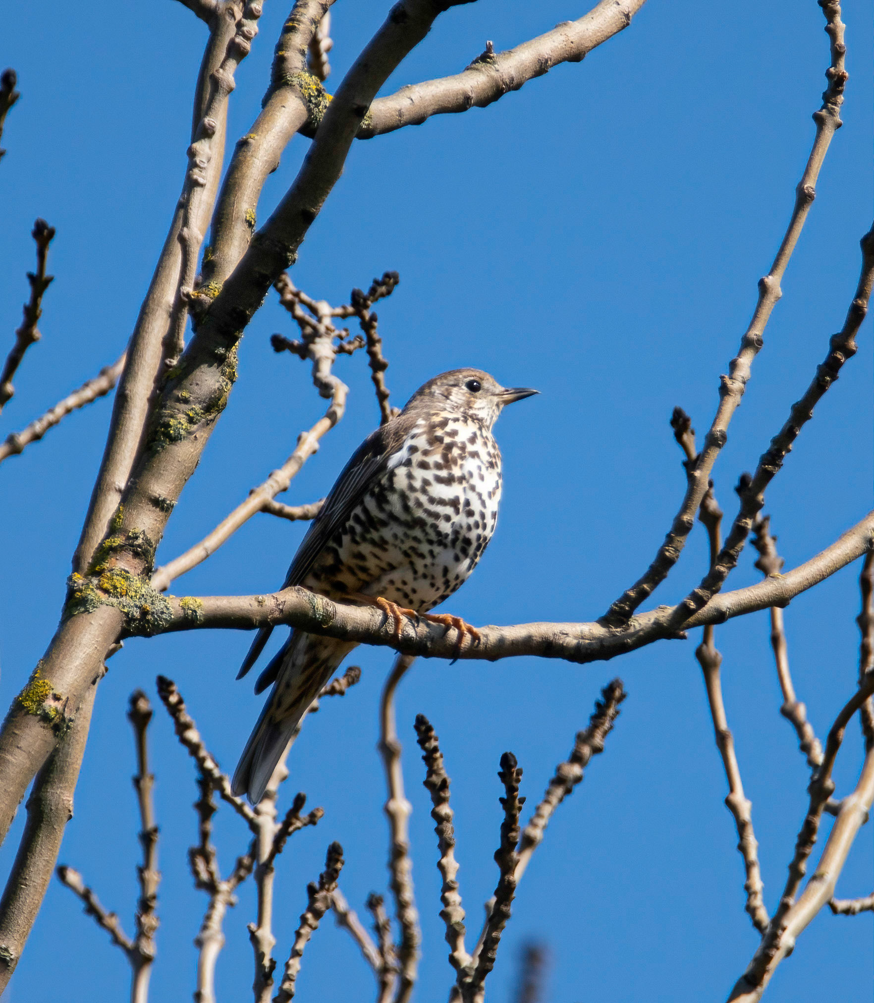 © John M Williams 2021