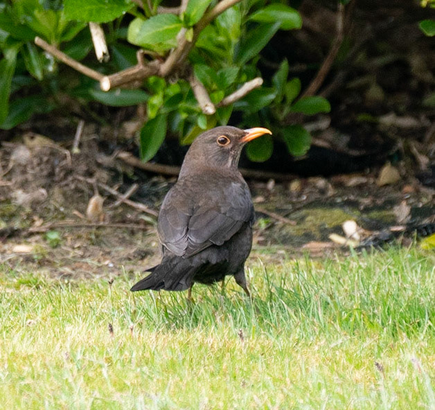 © John M Williams 2021