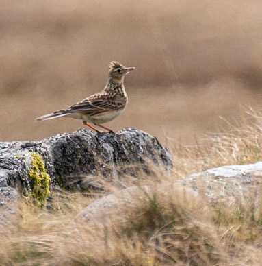 Skyl;ark © John M Williams 2021