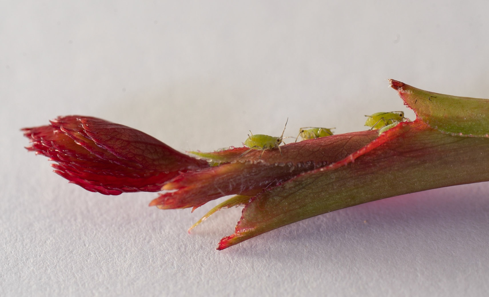 © John M Williams 2021