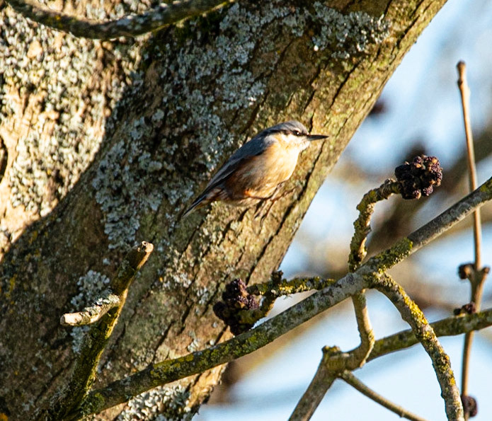 Nuthatch © John M Williams 2021